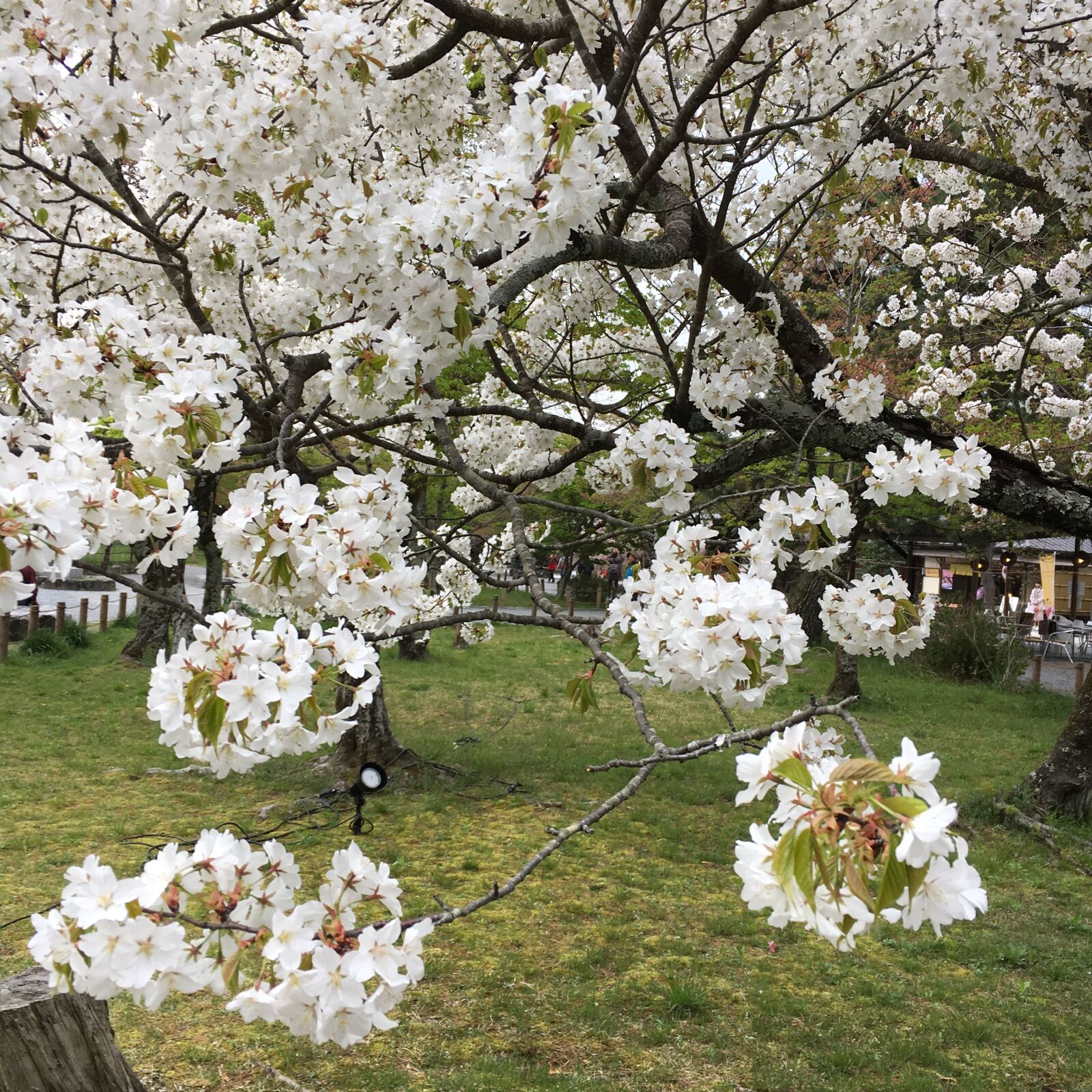 Apple iPhone 6s sample photo. Japan, sakura, tradition photography