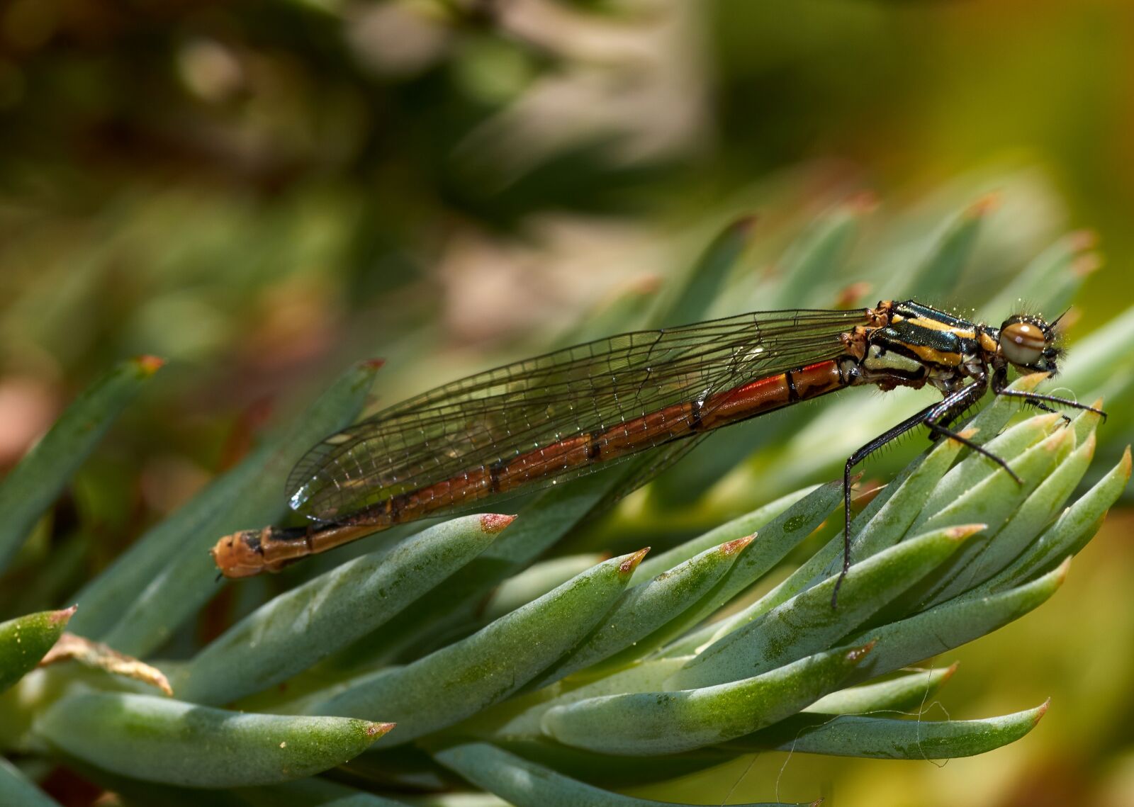 Sony SLT-A58 sample photo. Insect, nature, leaf photography