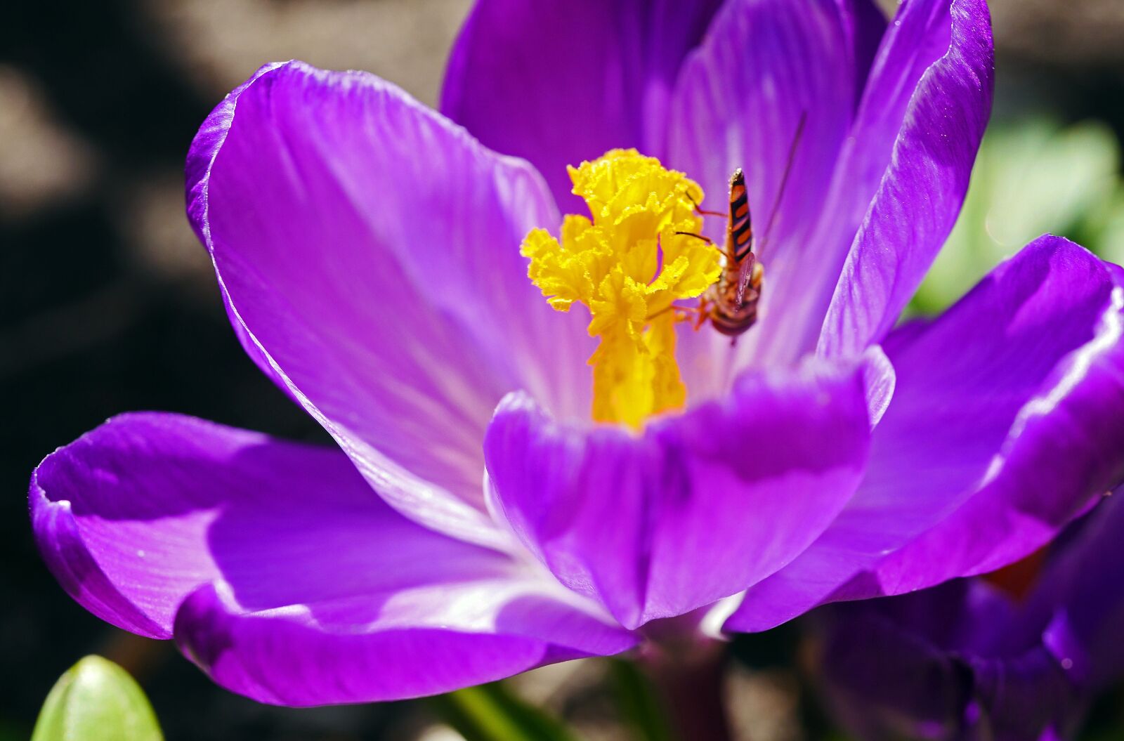 Panasonic Lumix DMC-GH3 sample photo. Crocus, blossom, bloom photography