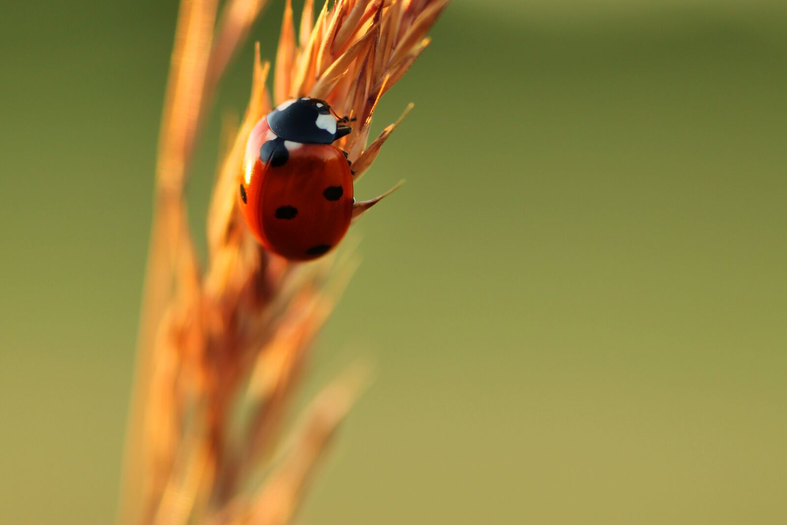 Tamron SP 90mm F2.8 Di VC USD 1:1 Macro sample photo. Ladybug, lucky charm, nature photography