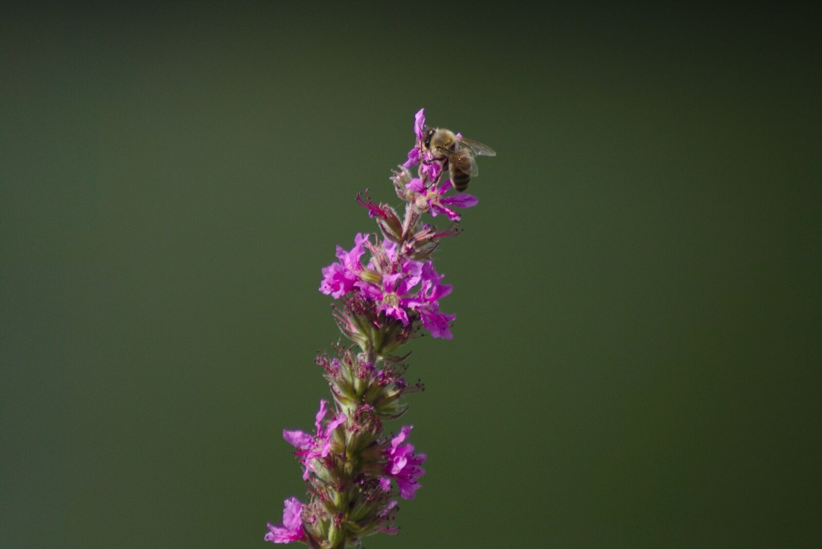 Canon EOS 750D (EOS Rebel T6i / EOS Kiss X8i) sample photo. Flower, red, pink photography