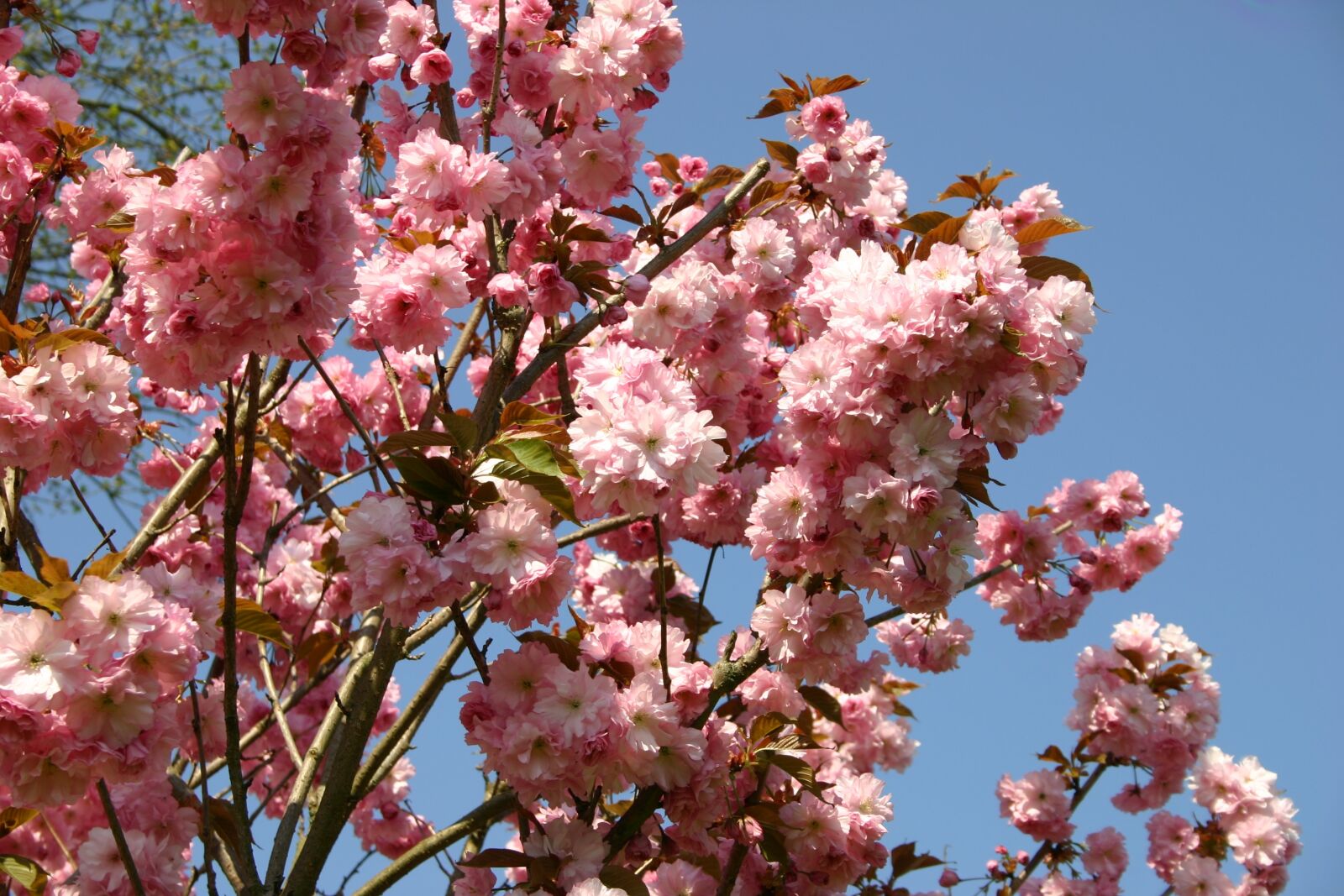 Canon EOS 300D (EOS Digital Rebel / EOS Kiss Digital) sample photo. Japanese cherry blossom, garden photography