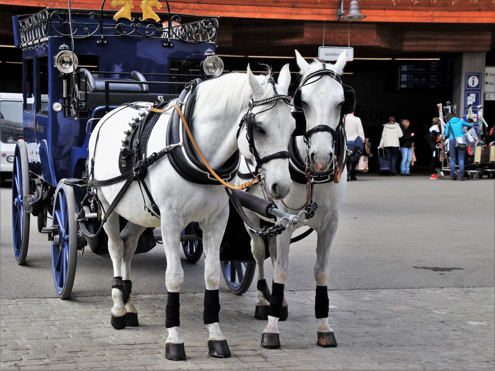 Canon EOS 80D sample photo. Horses, para, two photography