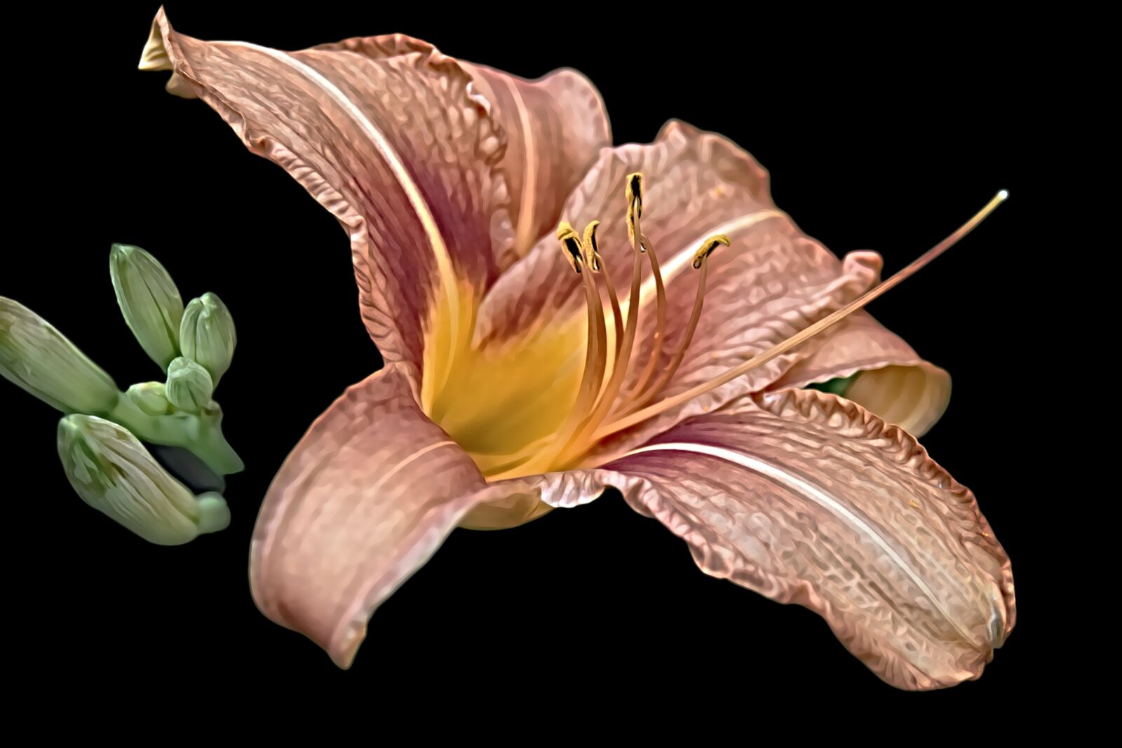 Nikon D5600 sample photo. Lily, flower, nature photography
