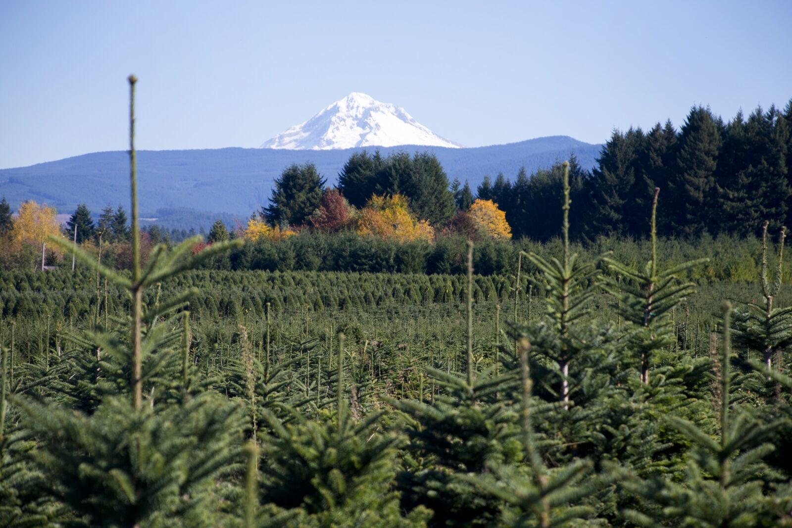 Nikon D600 sample photo. Oregon, trees, christmas trees photography