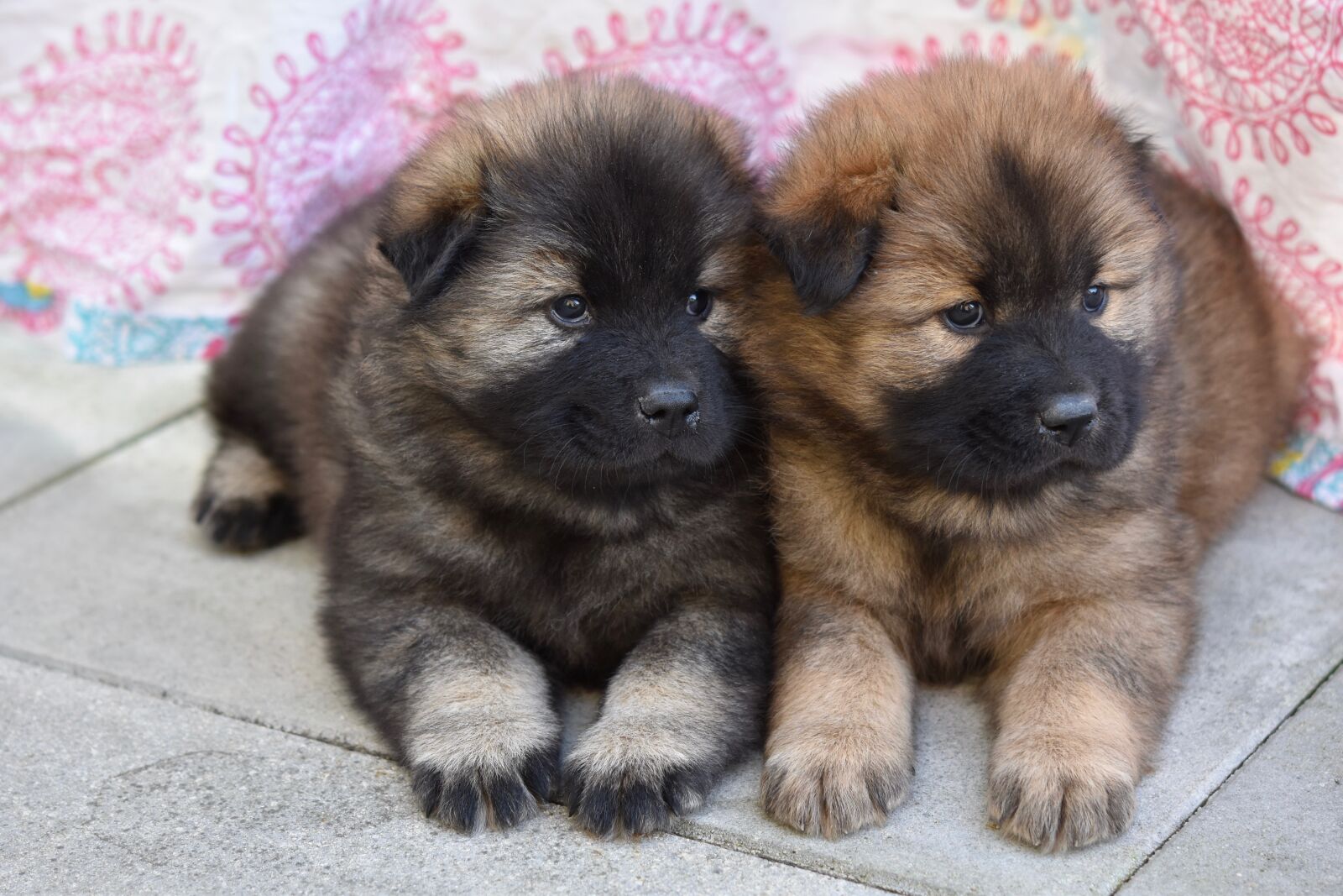 Nikon D5600 sample photo. Dog, puppies, pup photography