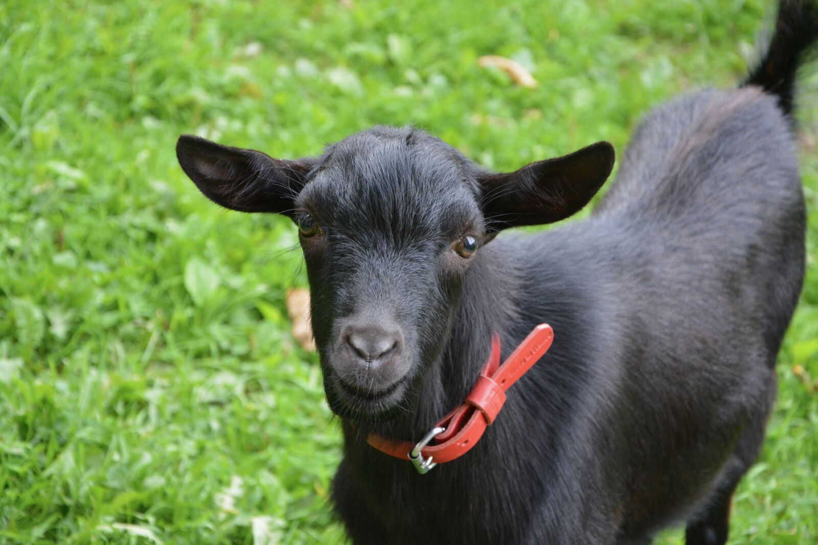 Nikon D5200 sample photo. Goat, young goat, black photography