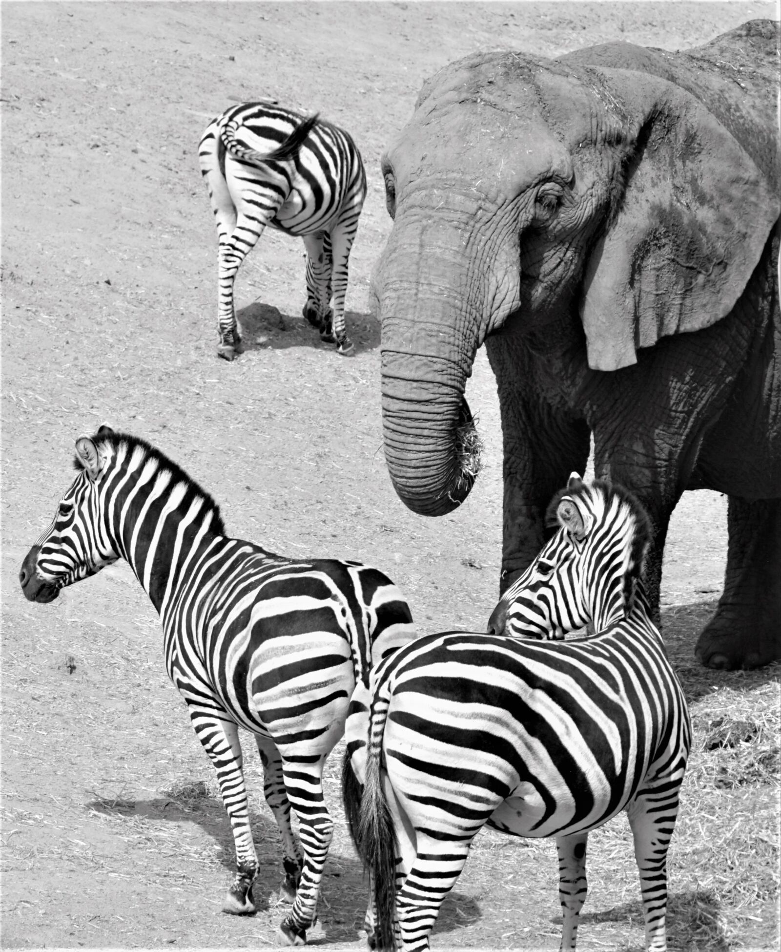 Sony E 18-200mm F3.5-6.3 OSS LE sample photo. Elephant, zebra, africa photography
