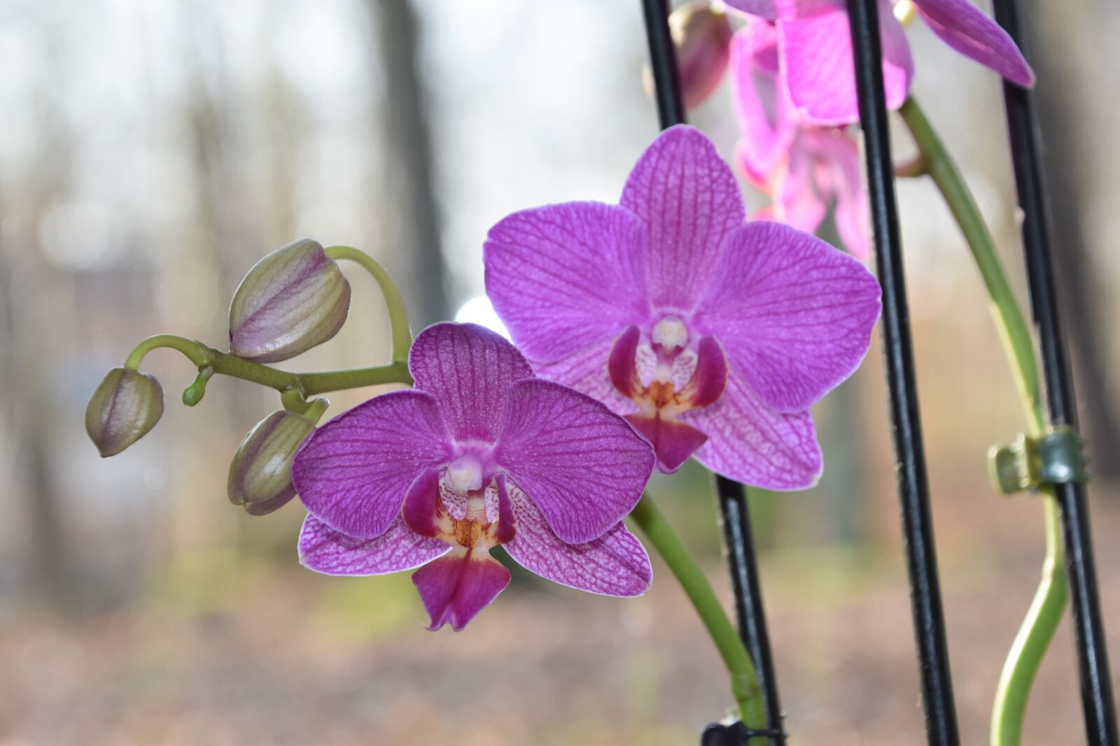 Nikon D5600 sample photo. Flower, plant, nature photography