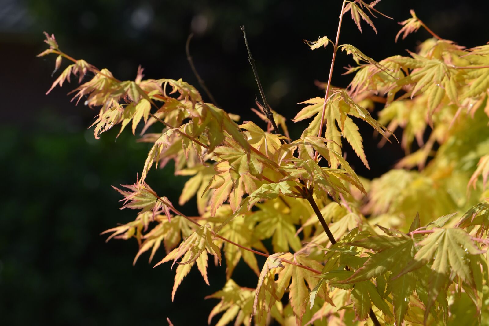 Nikon D5600 sample photo. Maple, japanese maple, acer photography