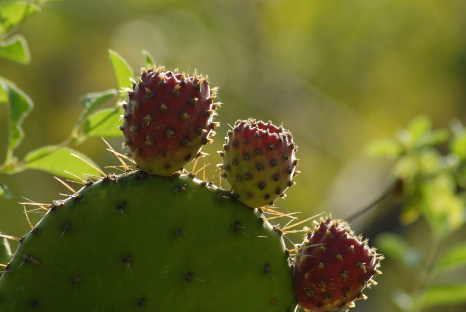 Nikon D200 sample photo. Cactus, tuna, traditional photography