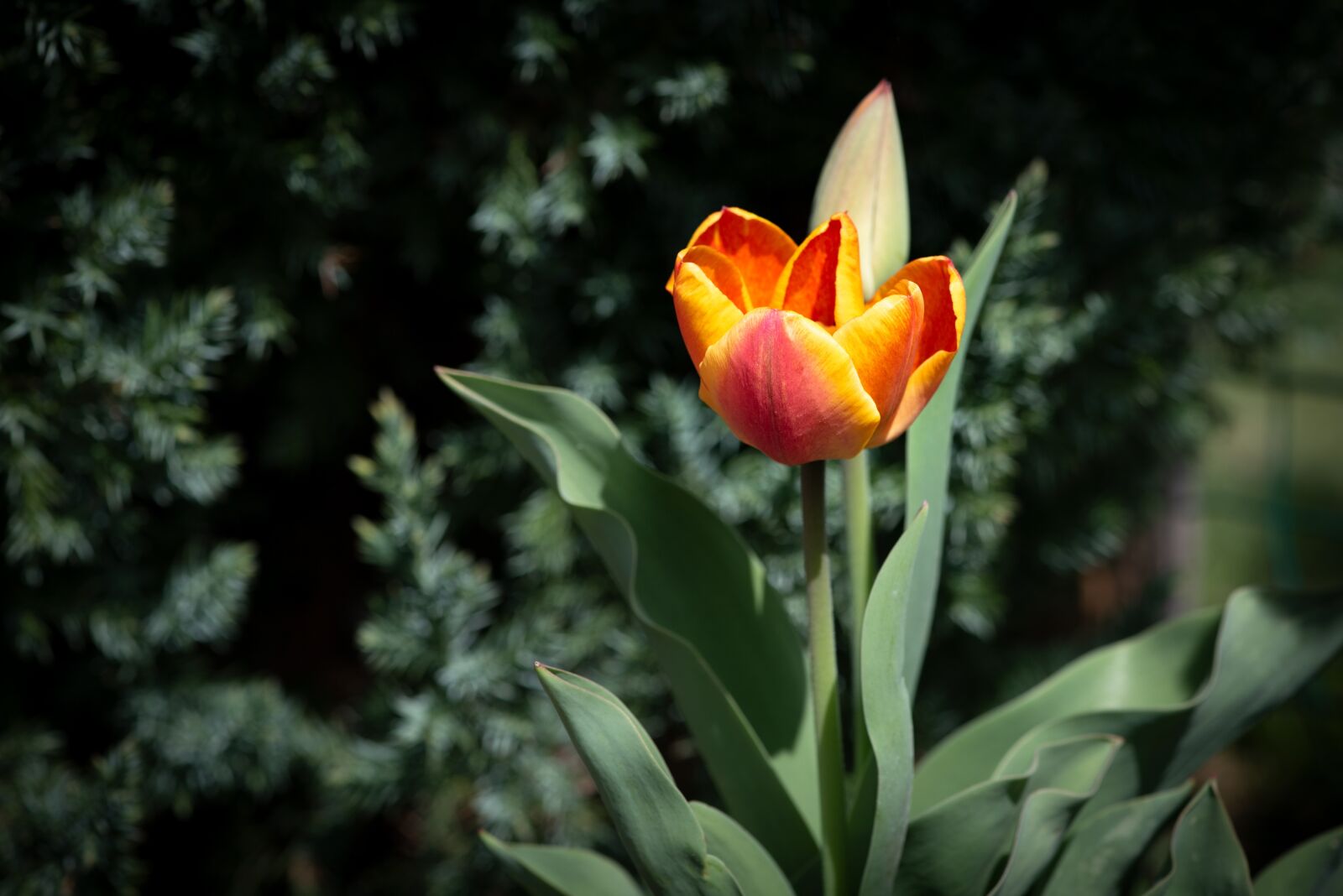 Nikon D750 sample photo. Tulip, flower, schnittblume photography