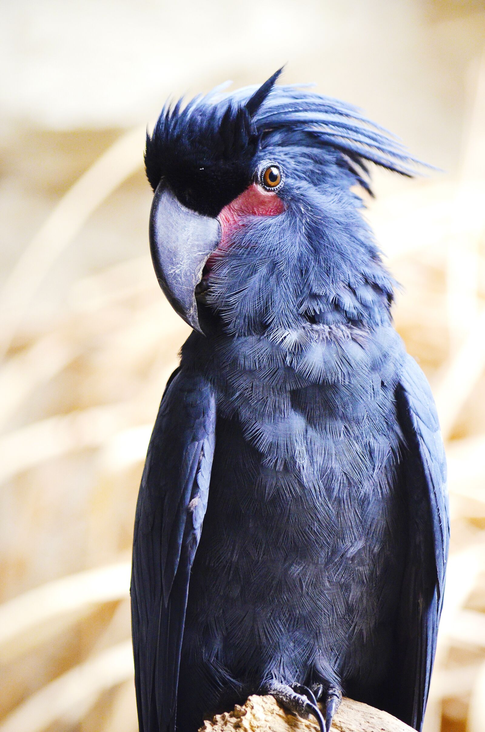 Nikon D5100 sample photo. Palm cockatoo, macaw cockatoo photography