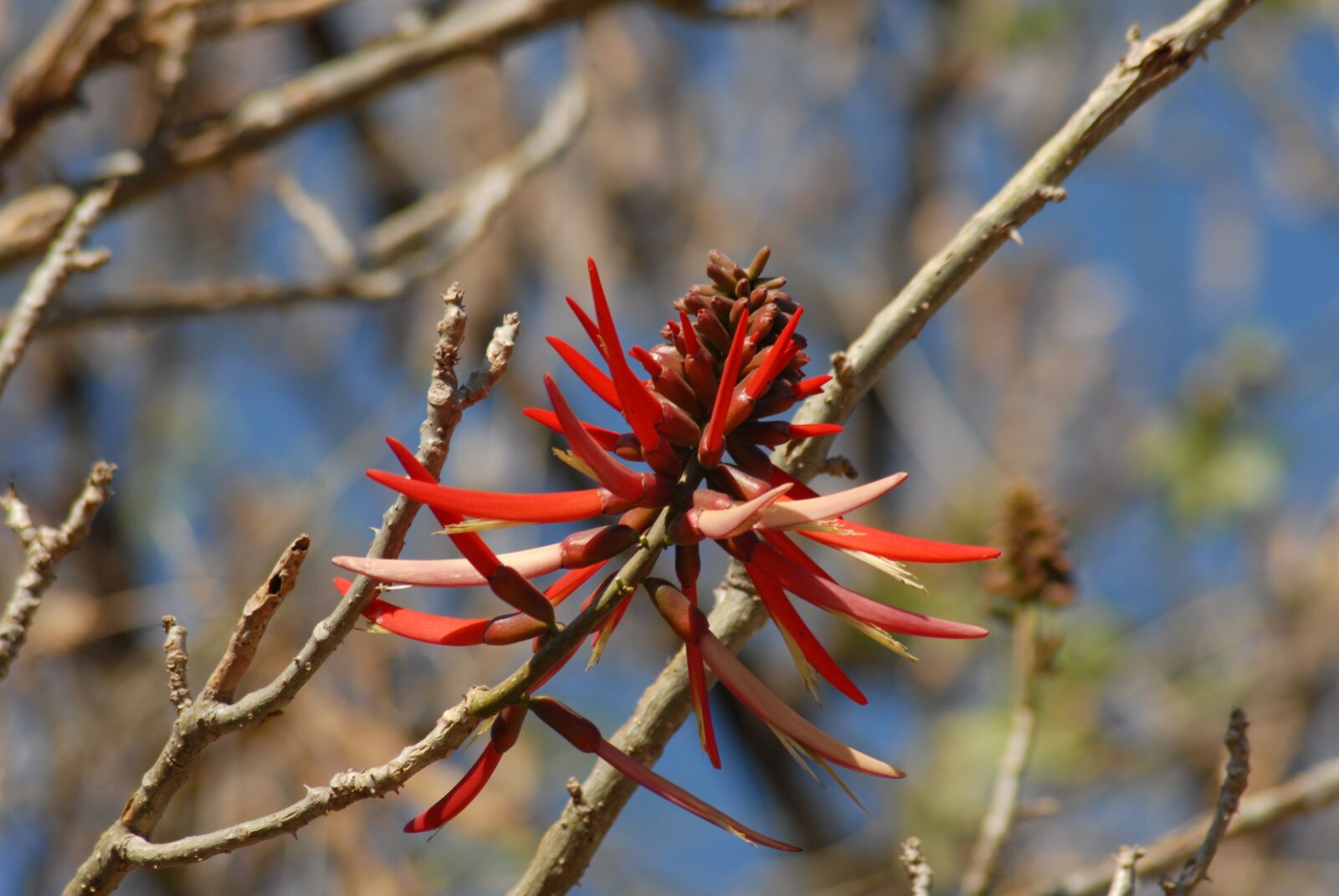 Nikon D200 sample photo. Flower pipi, vegetable, branch photography