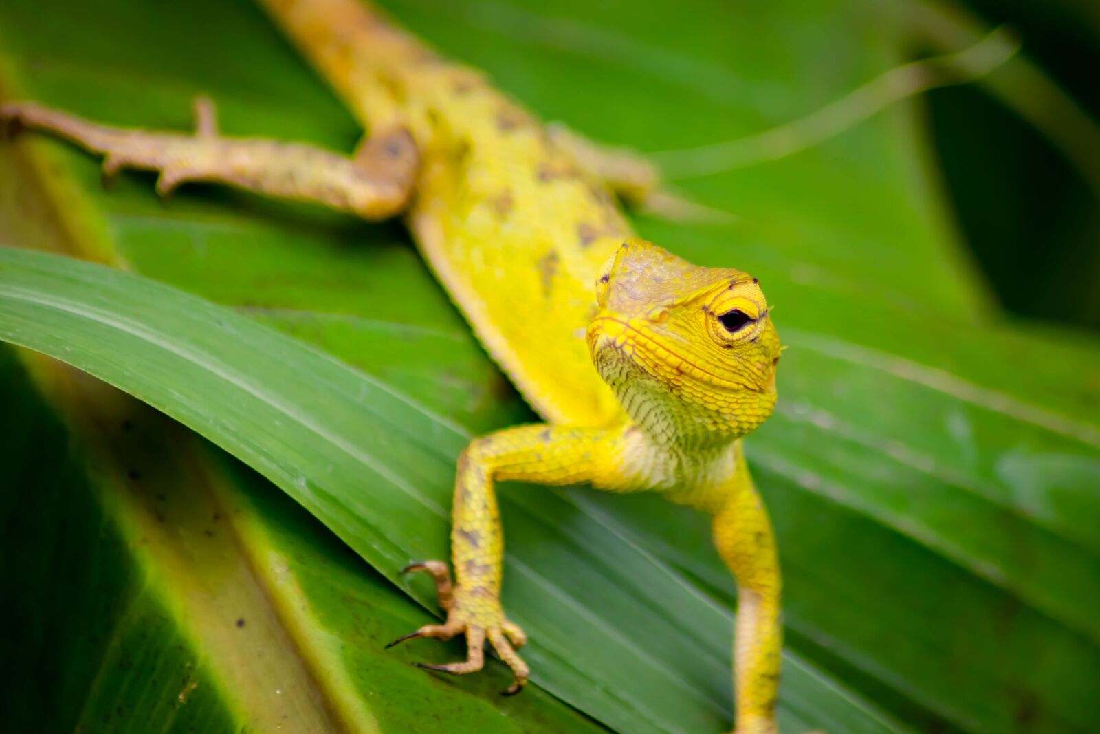 Tamron AF 70-300mm F4-5.6 Di LD Macro sample photo. Chameleon, background, isolated photography