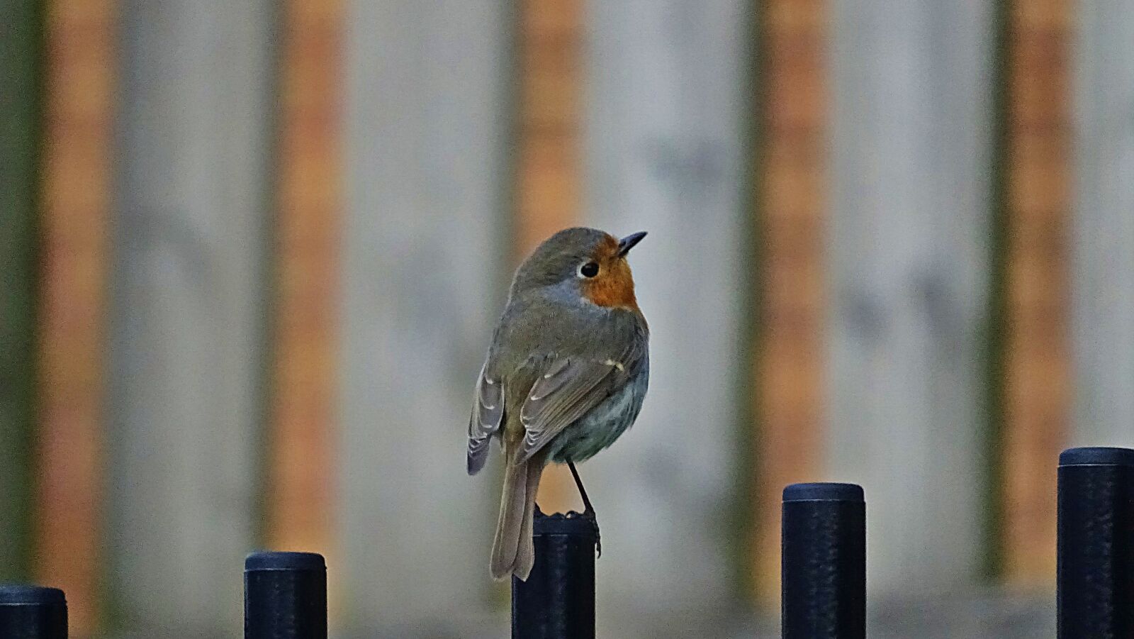 Sony Cyber-shot DSC-HX350 sample photo. Robin, bird, songbird photography