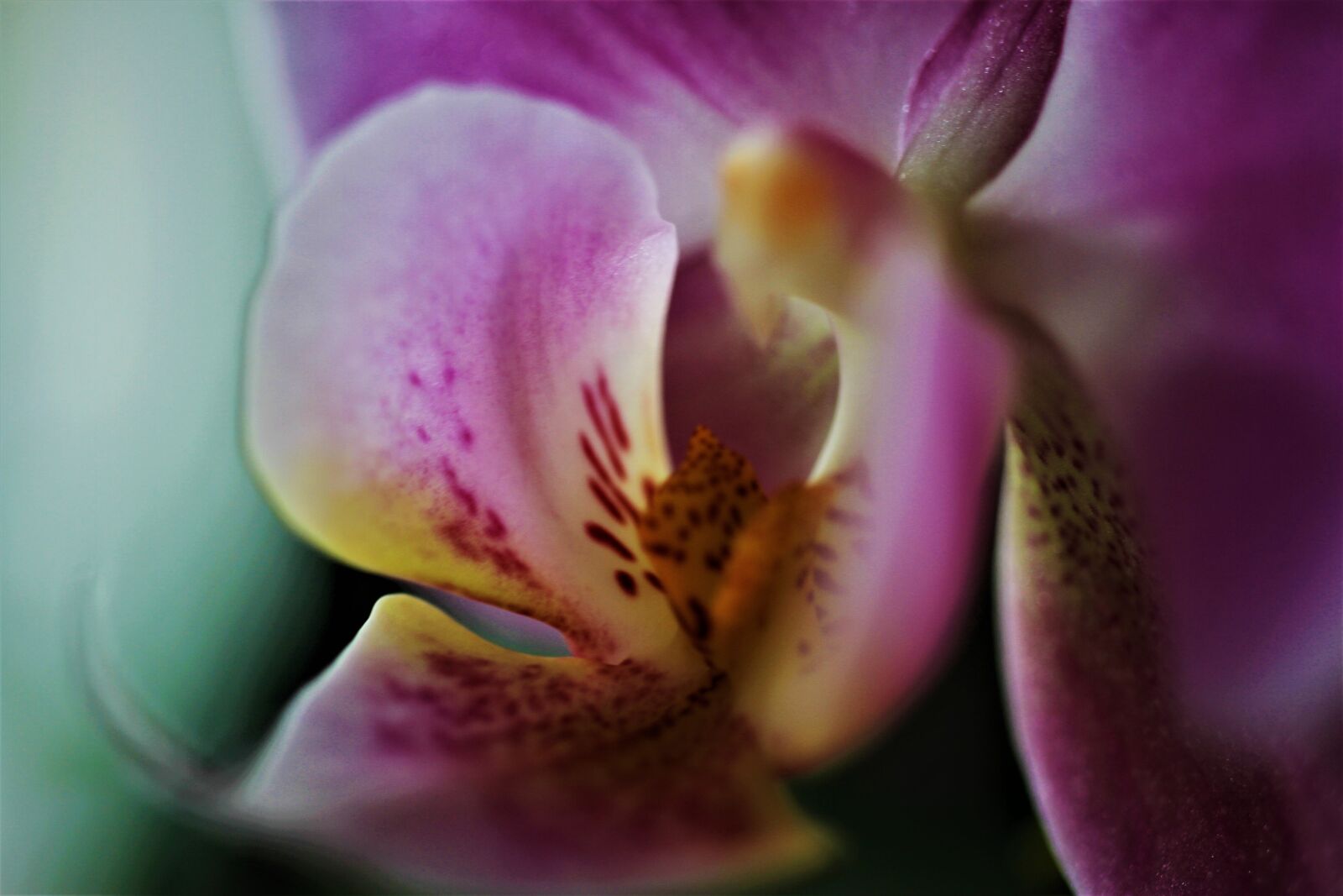 Canon EOS 7D sample photo. Orchids, flower, plant photography