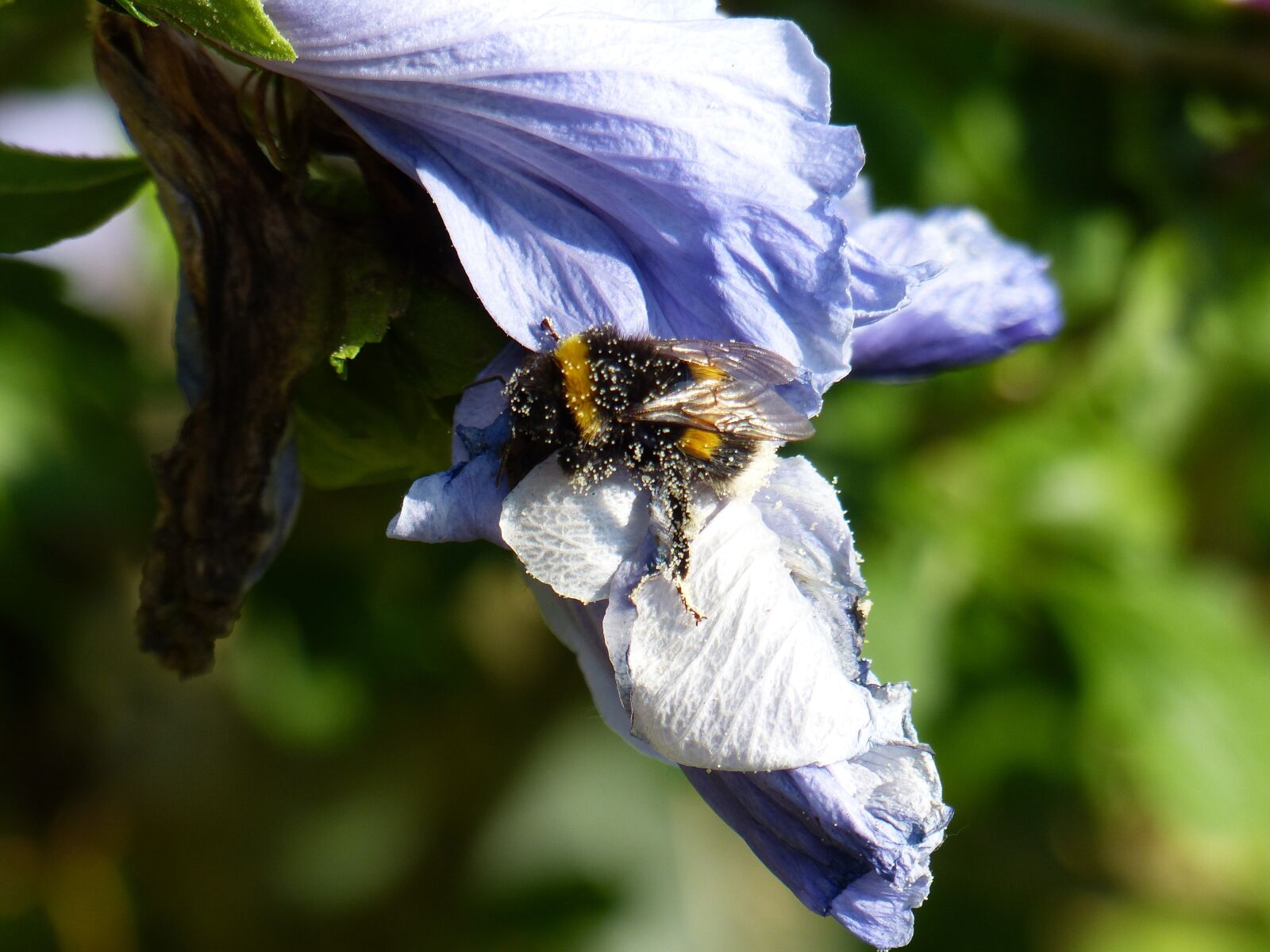 Panasonic Lumix DMC-FZ200 sample photo. Hummel, hibiscus, blossom photography