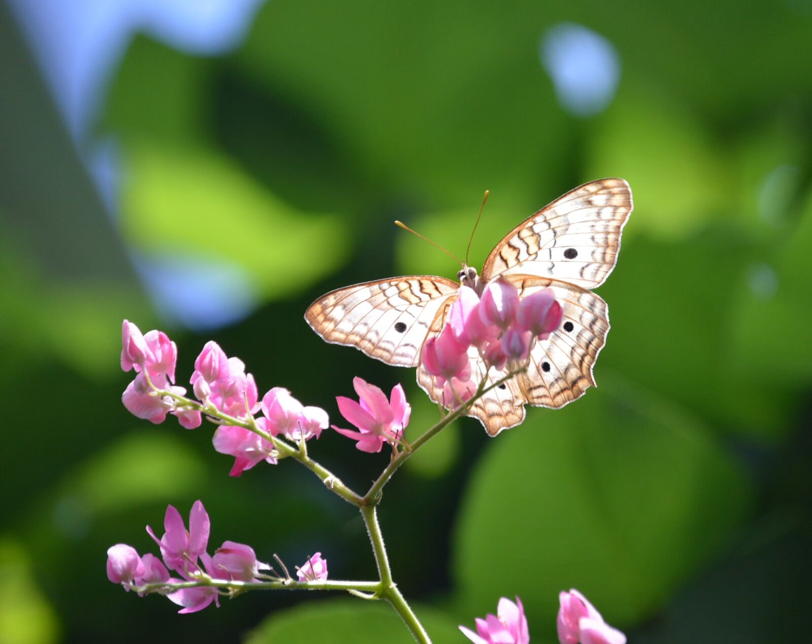Nikon D3200 sample photo. Butterfly, pink flower, nature photography