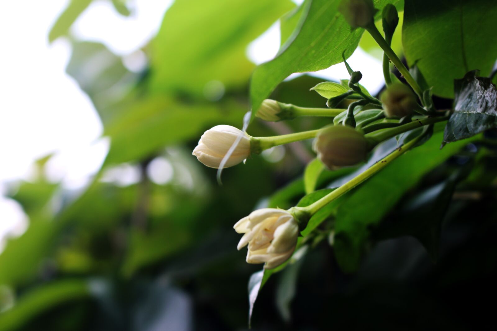 Canon EOS 700D (EOS Rebel T5i / EOS Kiss X7i) sample photo. Leaf, green, bright photography