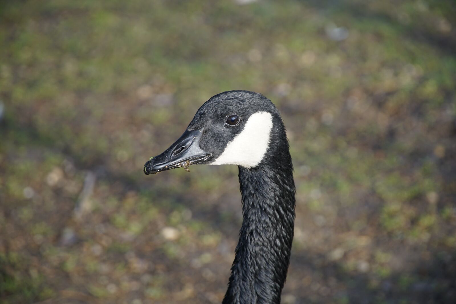 Sony a7R II + Sony E PZ 18-105mm F4 G OSS sample photo. Wild, goose, bird photography