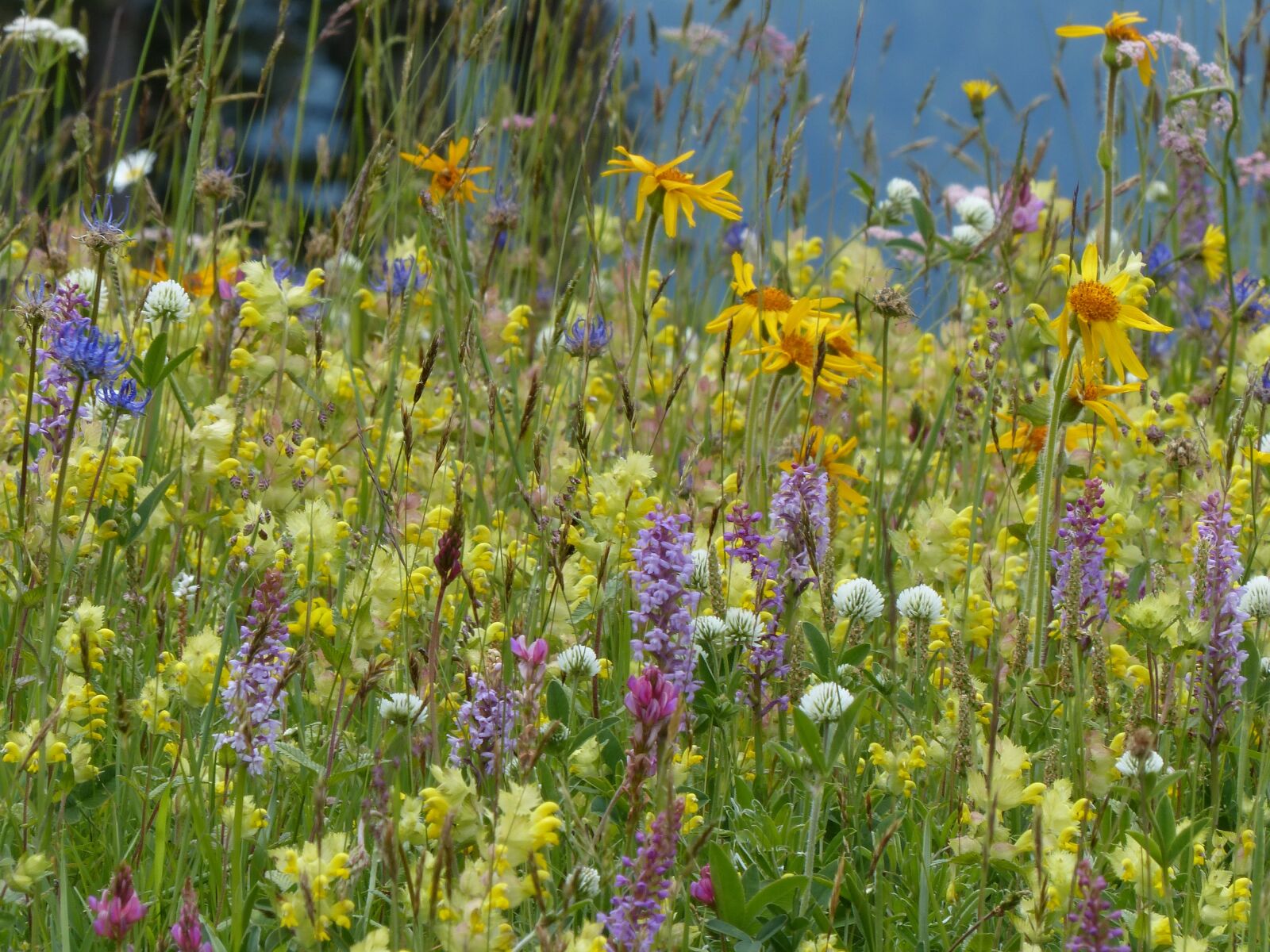Panasonic Lumix DMC-FZ200 sample photo. Flower meadow, wild flowers photography