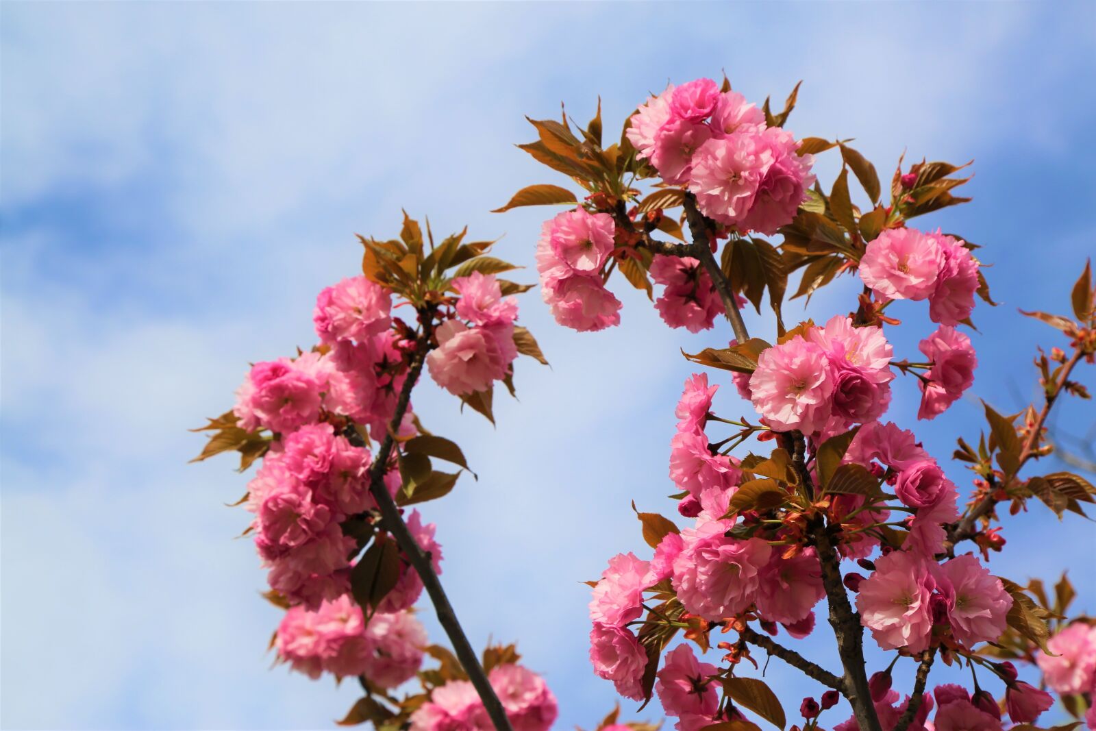 Canon EF 24-105mm F4L IS USM sample photo. Flower, tree, plant photography
