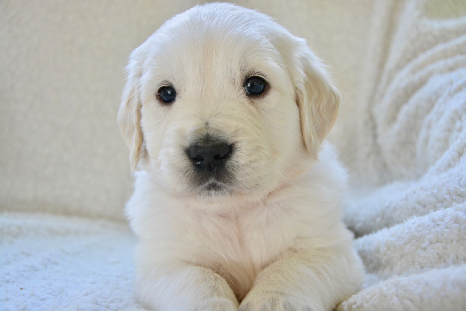 Nikon D5200 sample photo. Puppy, pup, dog photography