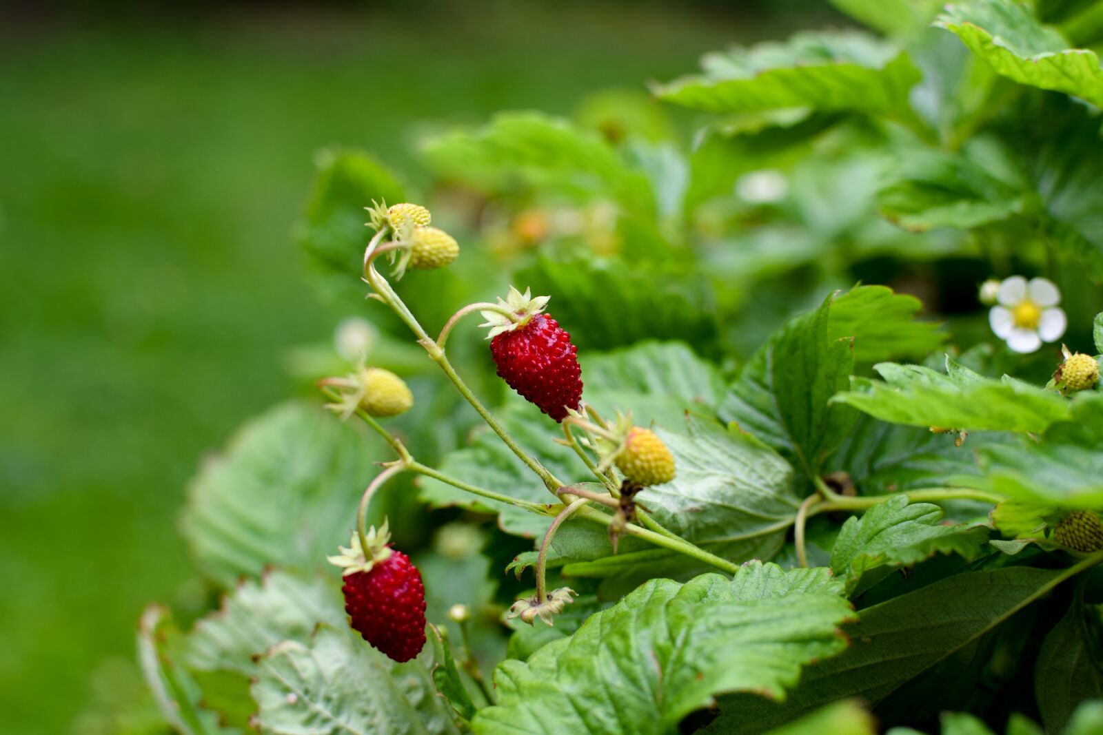 Nikon D3300 sample photo. Wild strawberry, summer, greenery photography