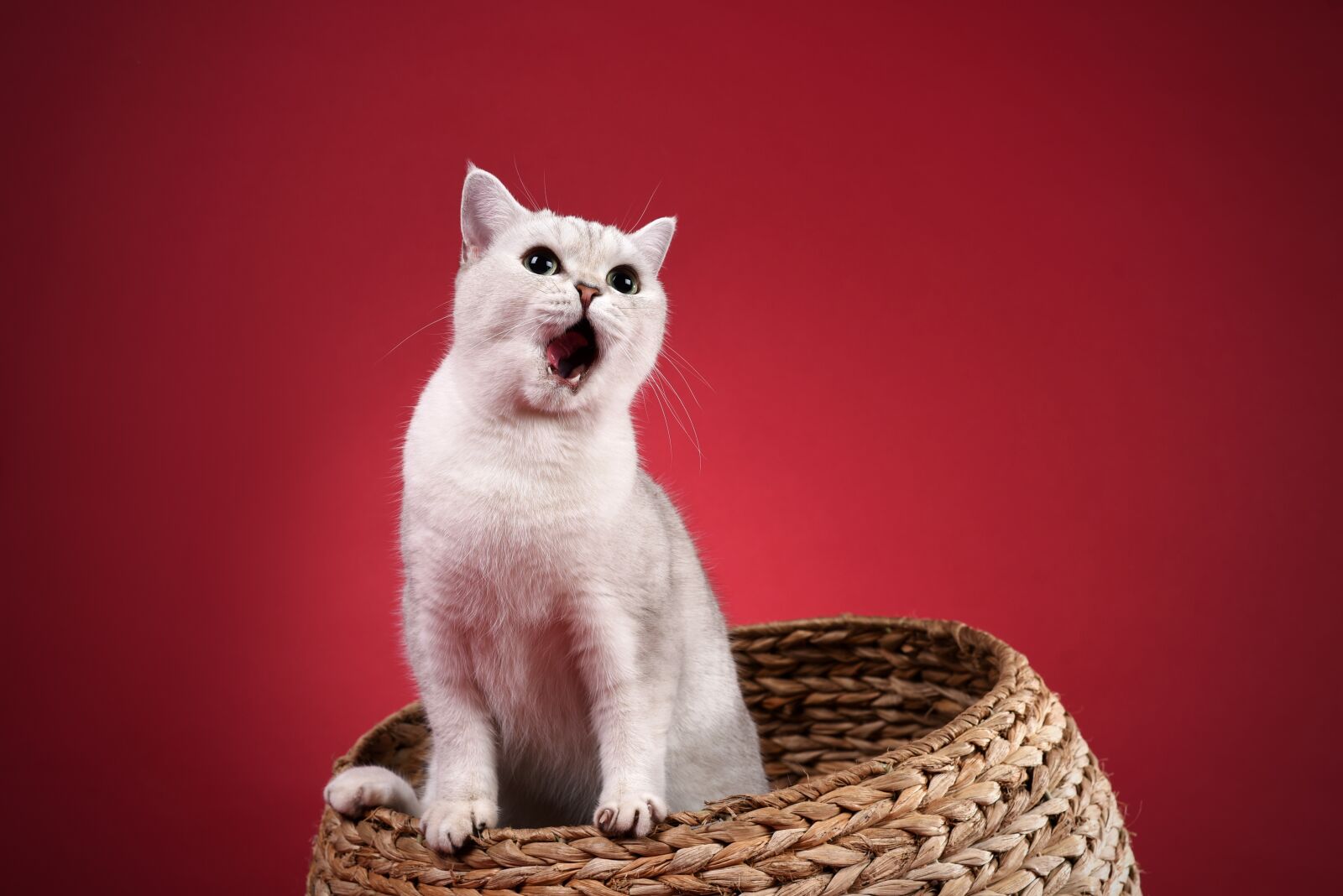 Nikon D750 sample photo. Pets, cat photography
