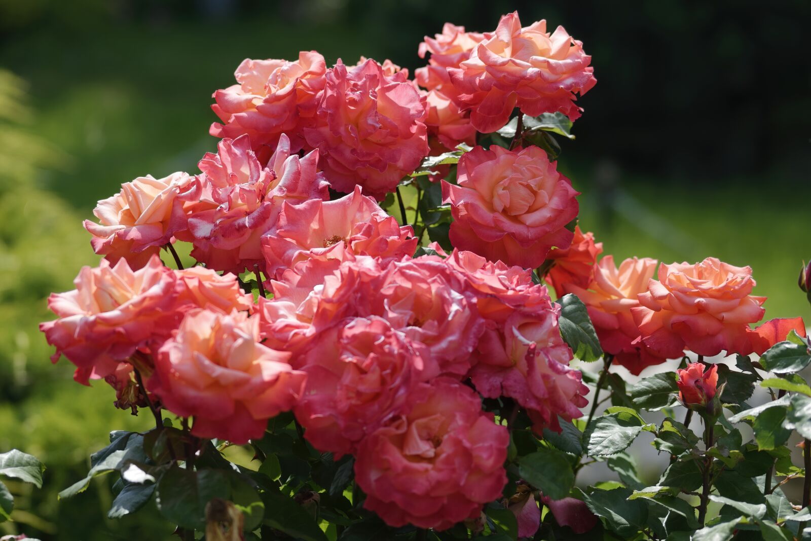 Nikon D5300 sample photo. Flowers, roses, pink photography