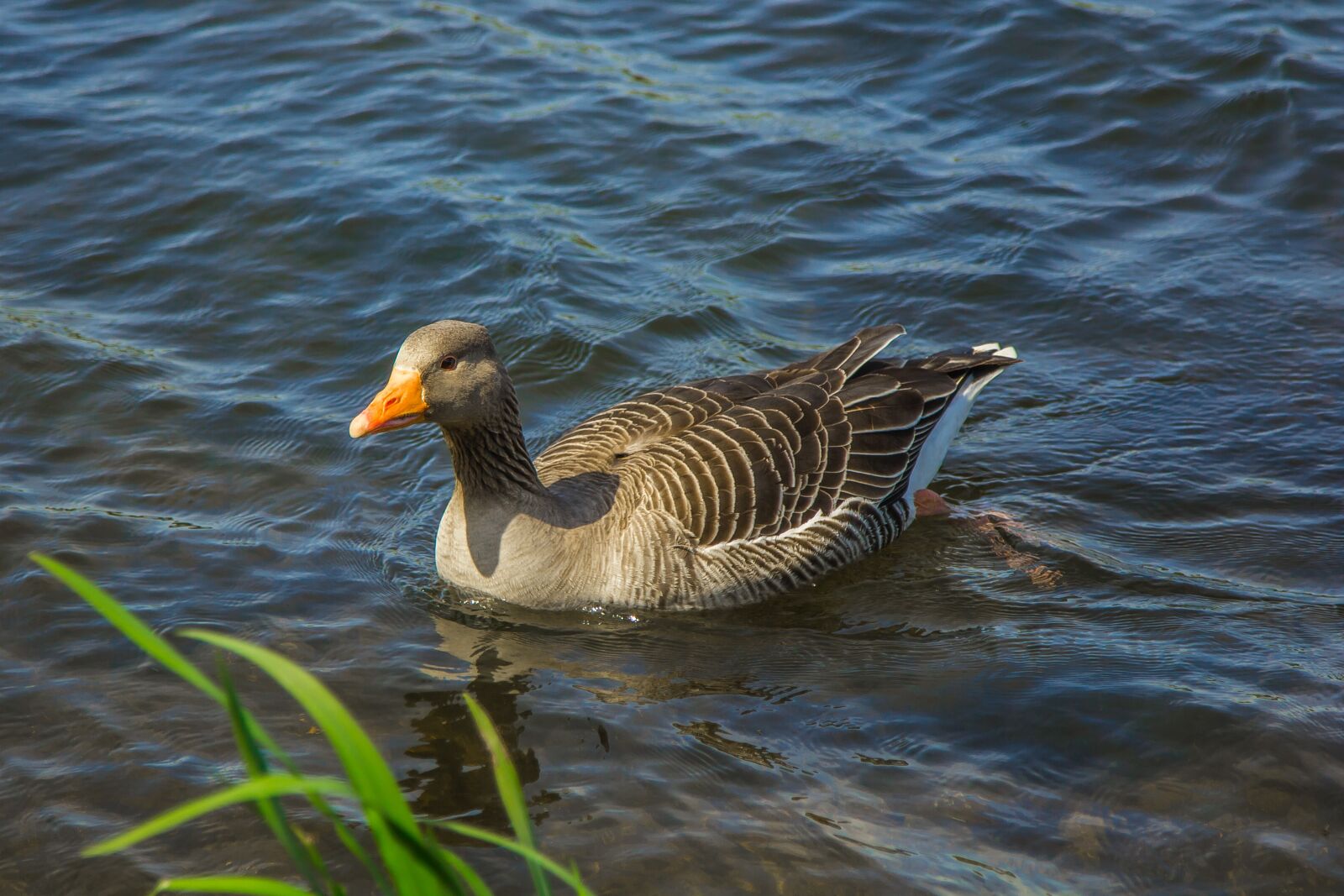 Canon EOS 60D + Canon EF 24-105mm F4L IS USM sample photo. Goose, water, spring photography