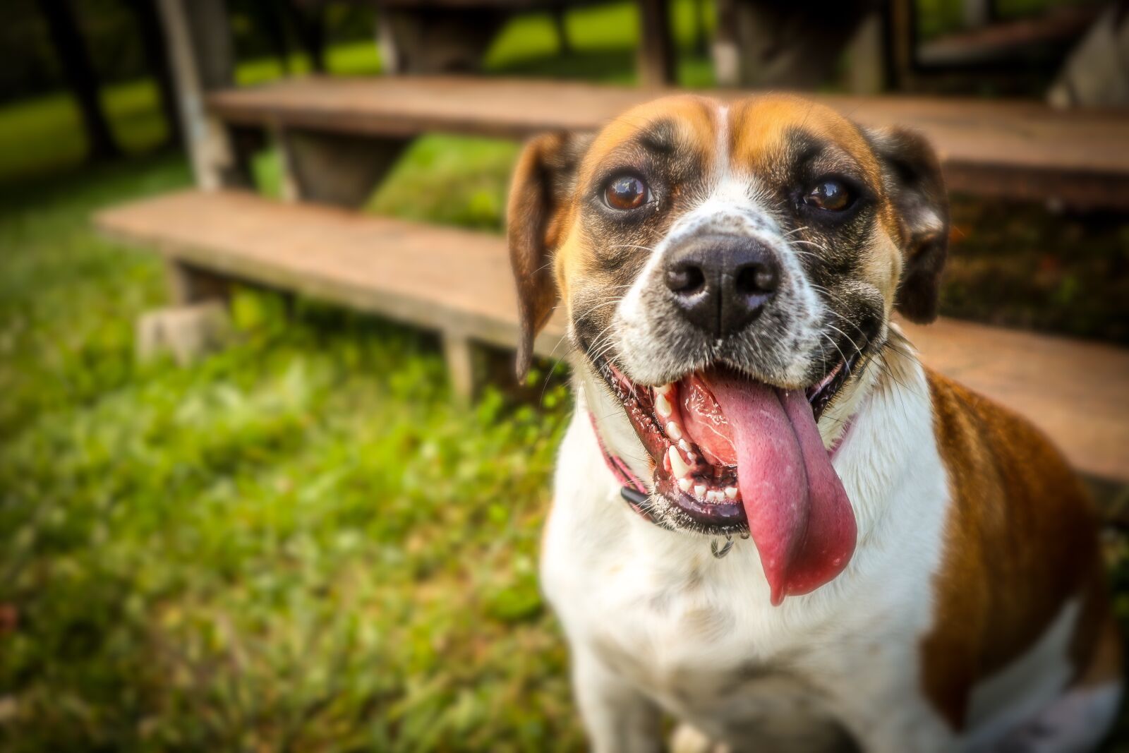 Canon EOS M6 sample photo. Tongue, dog, pet photography