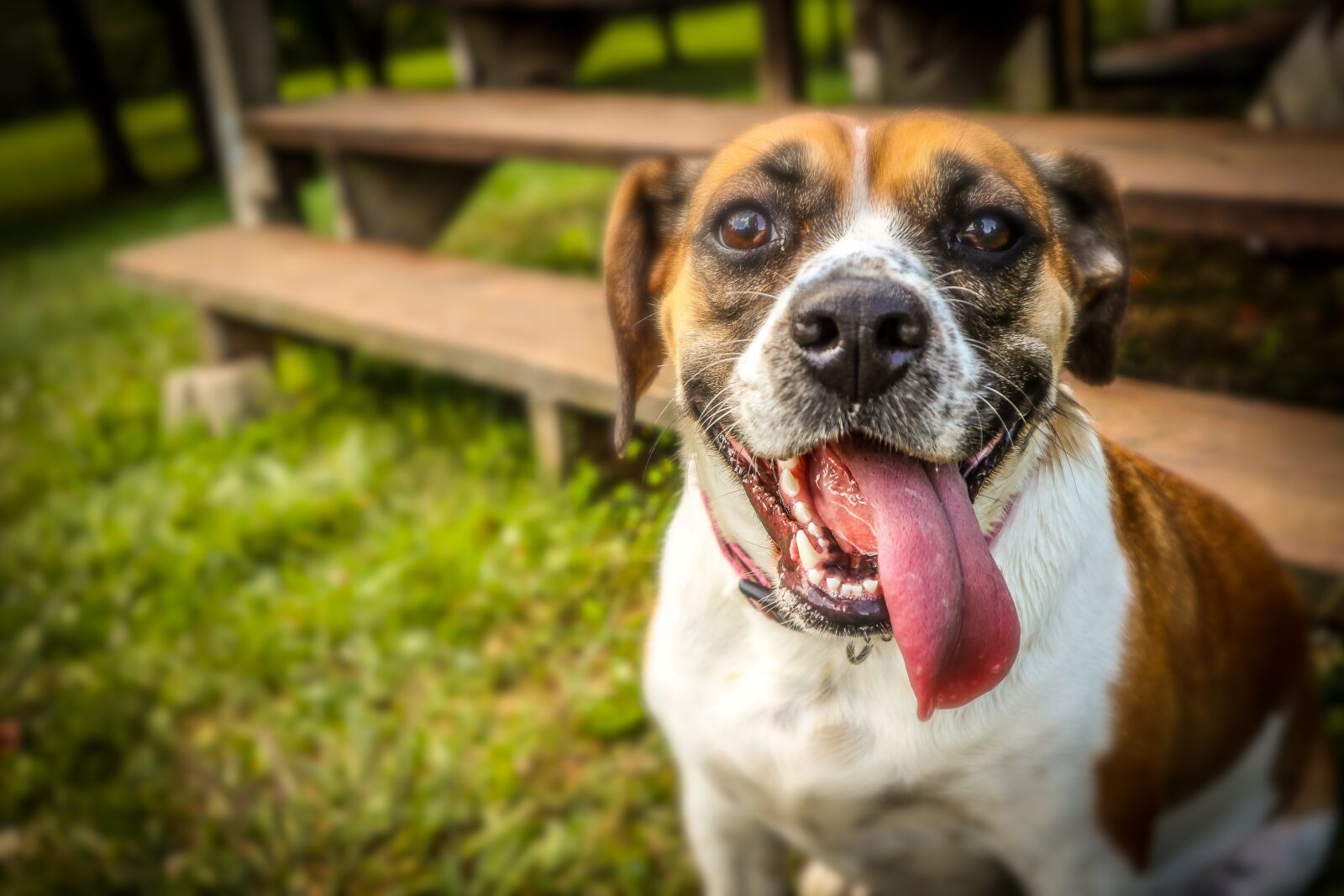 Canon EOS M6 + Canon EF-M 15-45mm F3.5-6.3 IS STM sample photo. Tongue, dog, pet photography