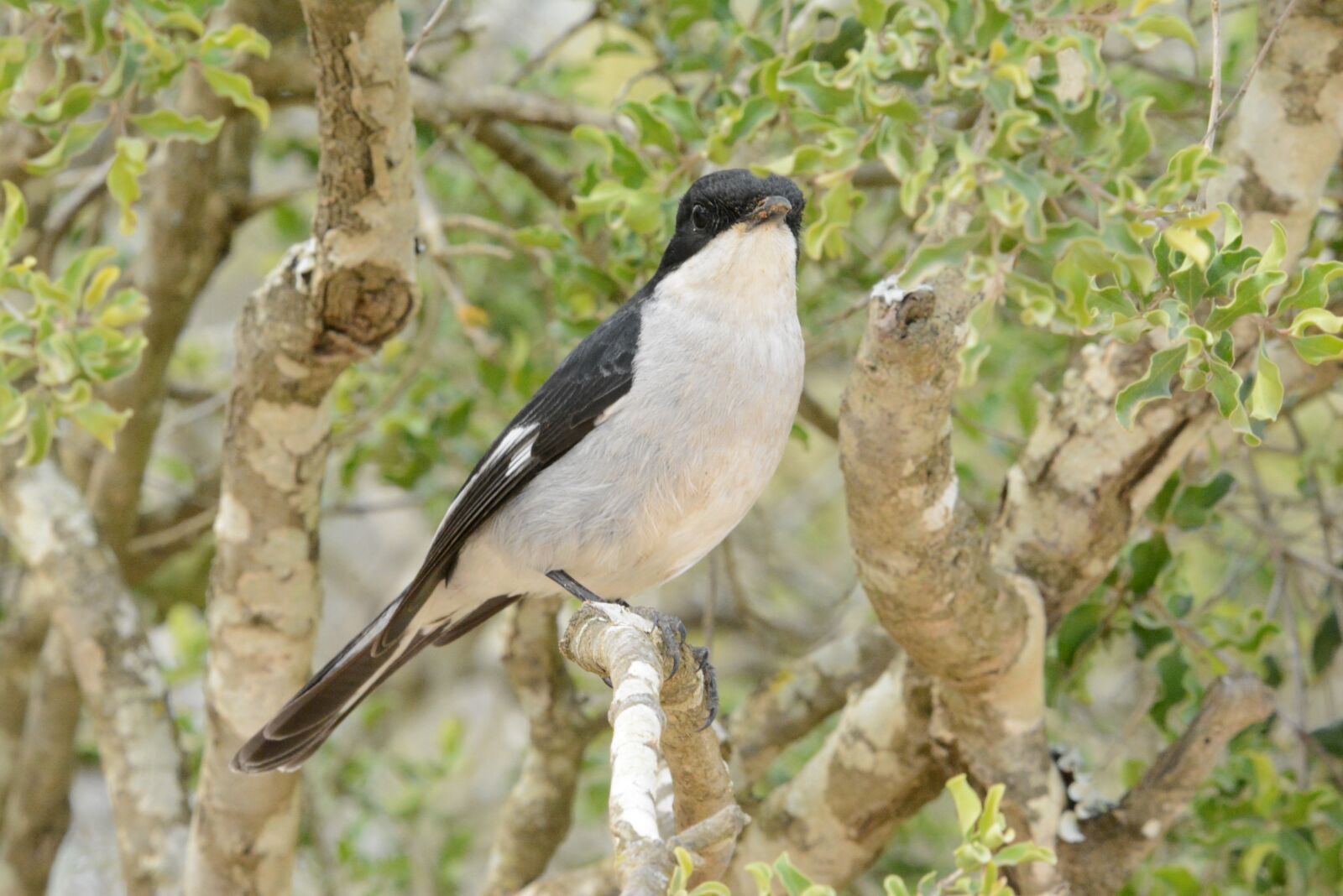 Nikon D5200 sample photo. Executioner, bird, perched photography
