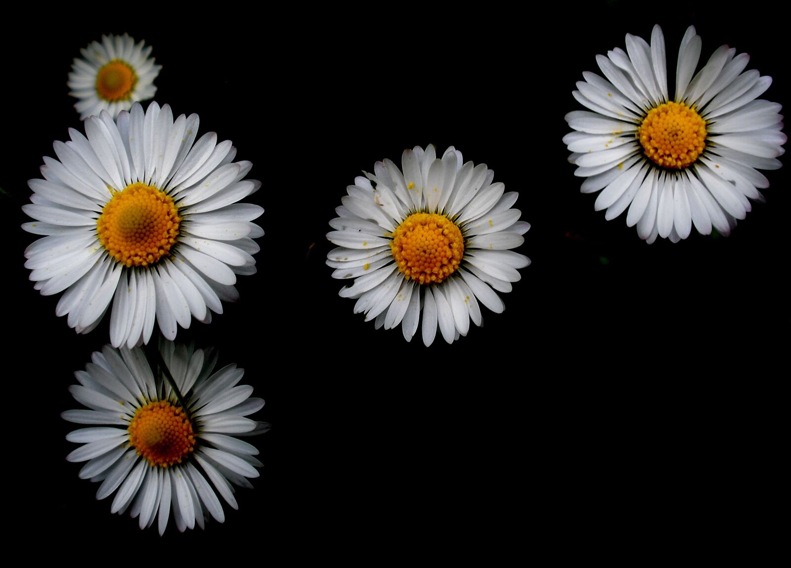 Olympus FE340,X855,C560 sample photo. Nature, flower, wallpaper photography