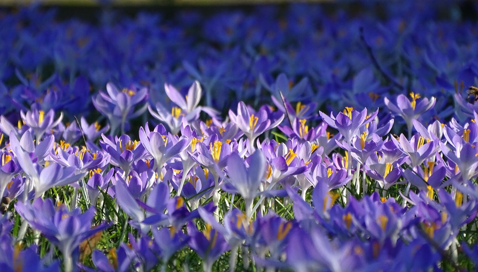 Sony Cyber-shot DSC-HX400V sample photo. Spring, flower, garden photography