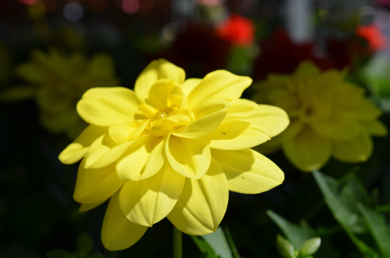 Nikon D7000 sample photo. Plant, flower, floral photography