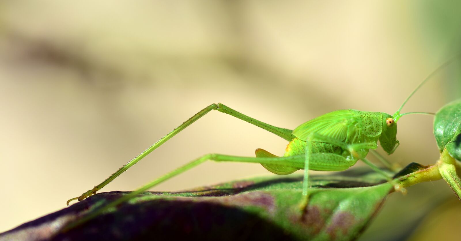Nikon D3300 sample photo. Grasshopper, green, close up photography