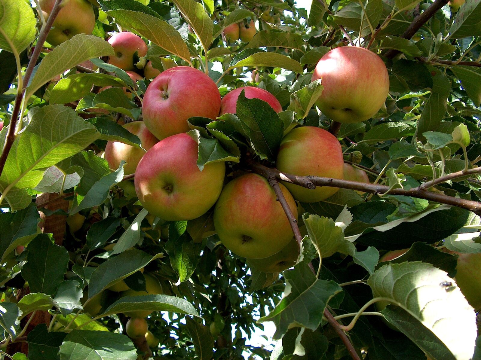 HP PHOTOSMART C935 (V03.60) sample photo. Nature, plant, fruit tree photography