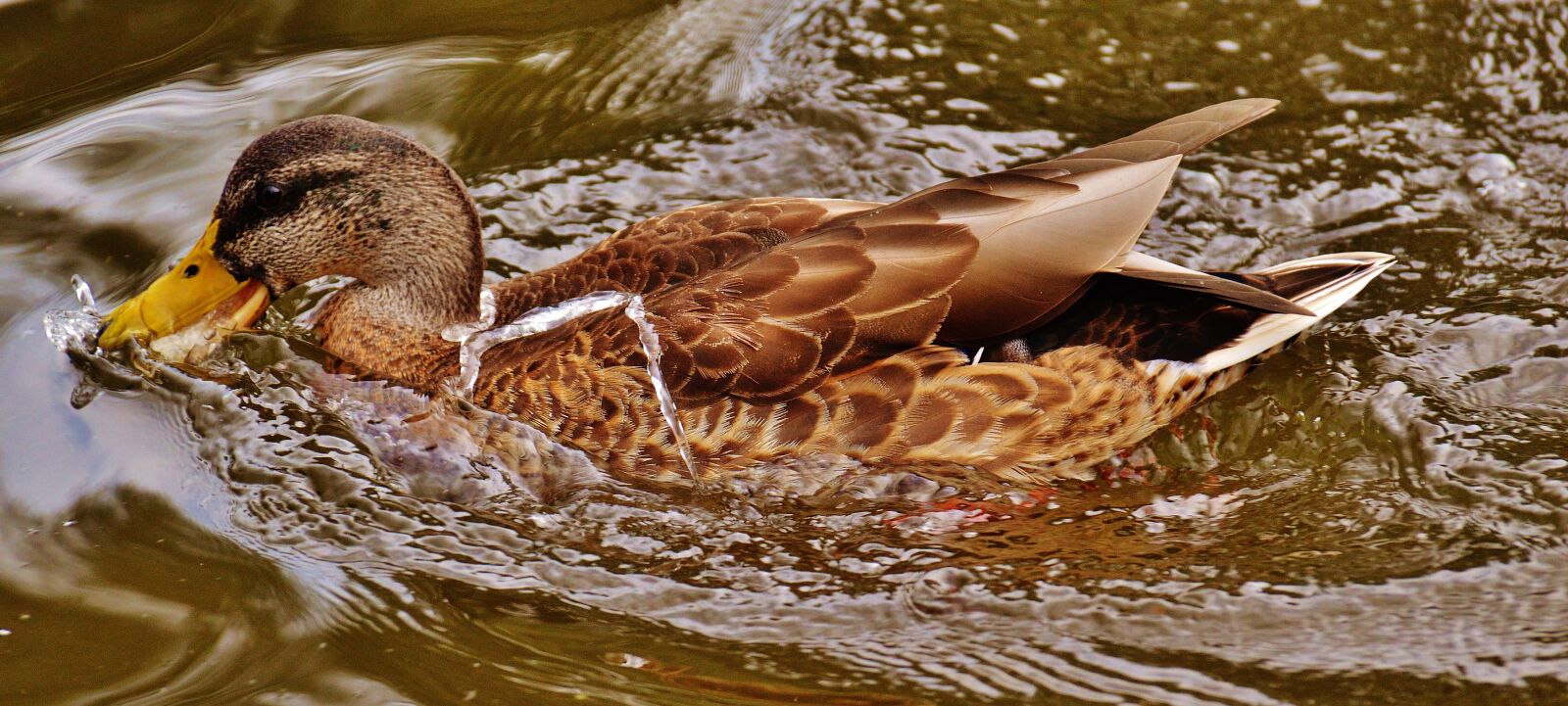 Nikon D3200 sample photo. Duck, water bird, poultry photography