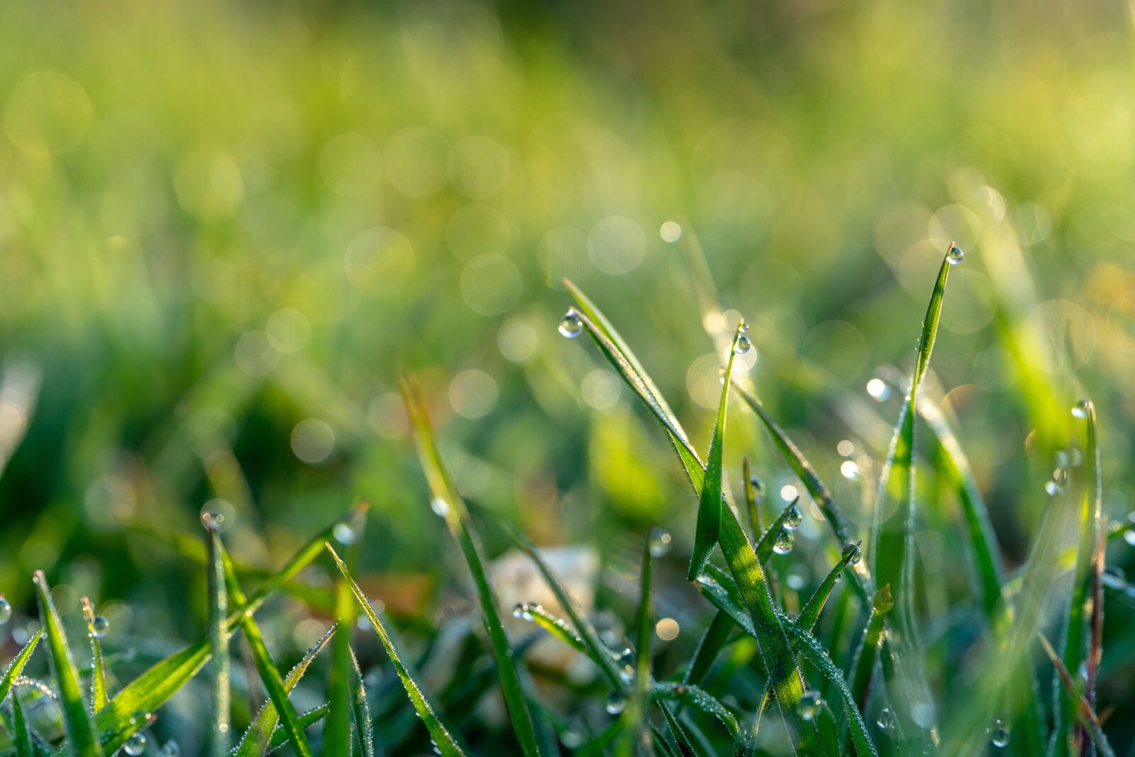 Sigma 70mm F2.8 DG Macro Art sample photo. Spring, morning dew, morning photography
