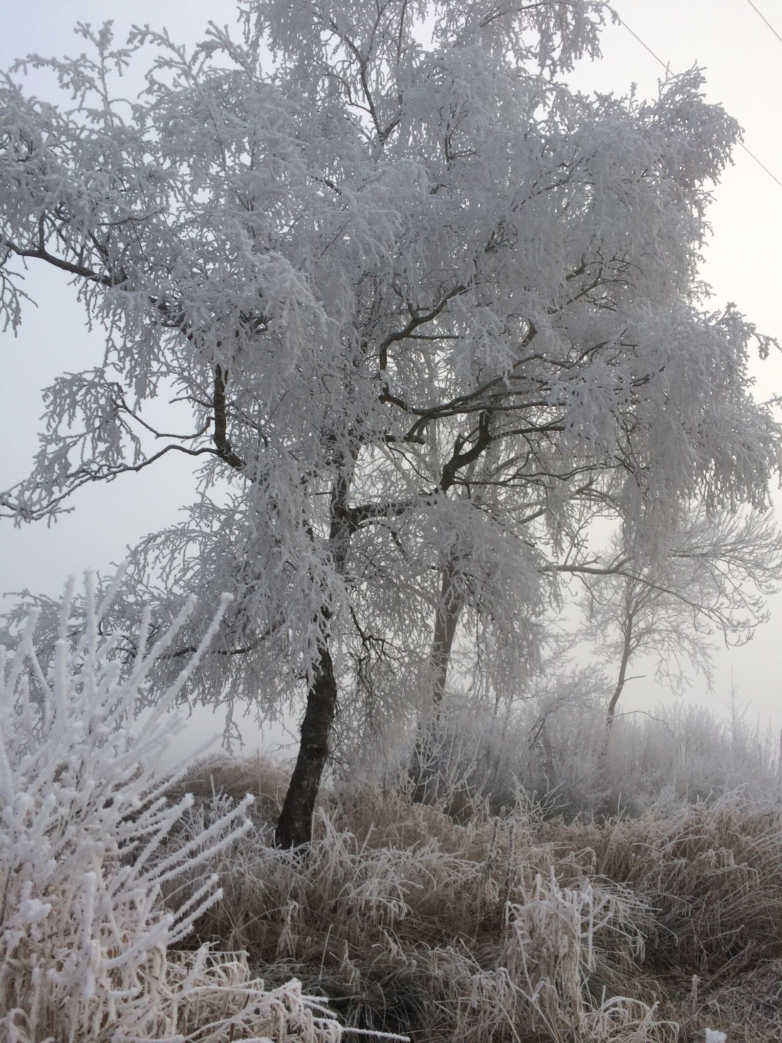 iPhone 5s back camera 4.12mm f/2.2 sample photo. Frost, ice, winter photography