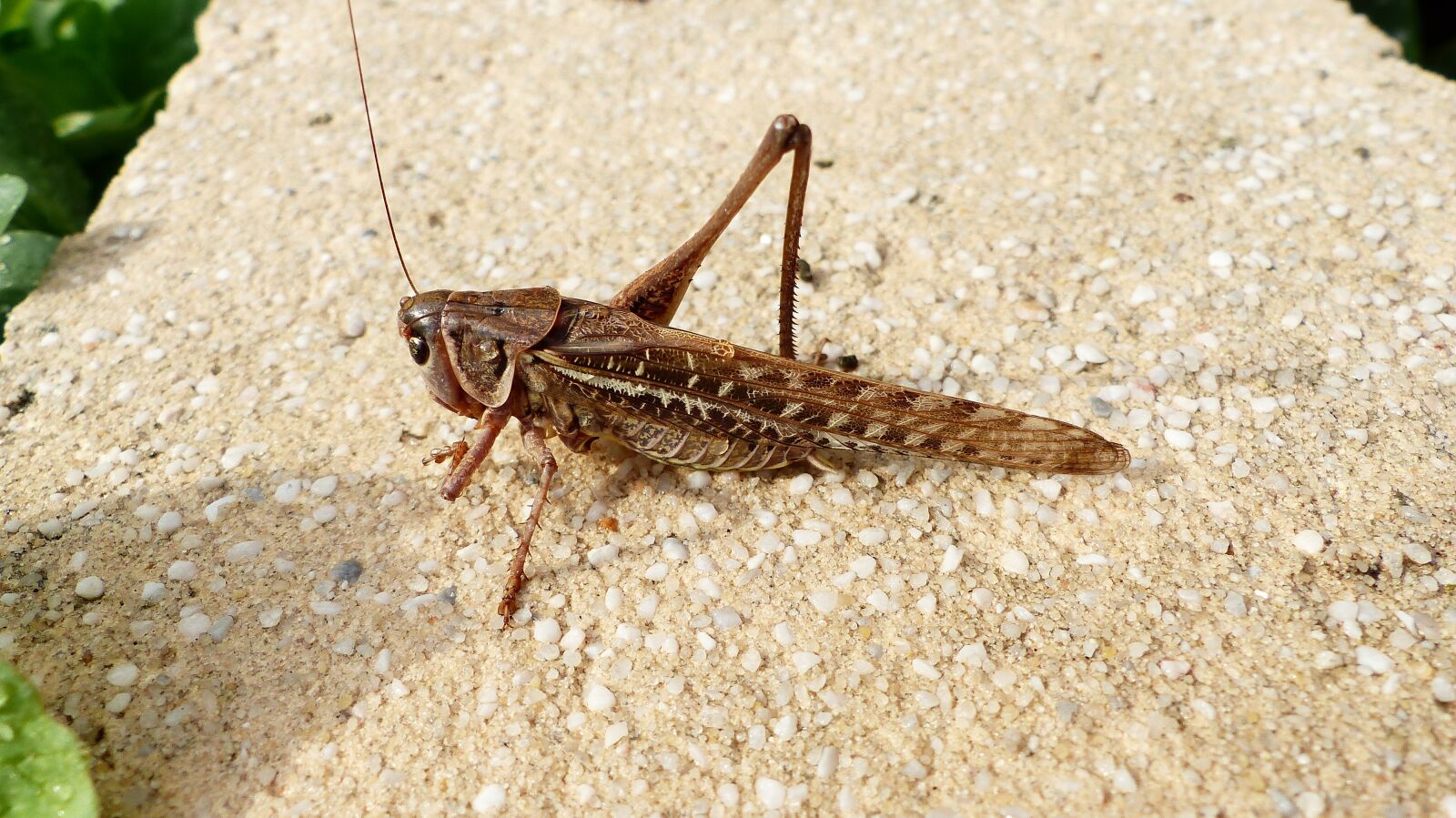 Panasonic Lumix DMC-FZ200 sample photo. Grasshopper, close up, insects photography