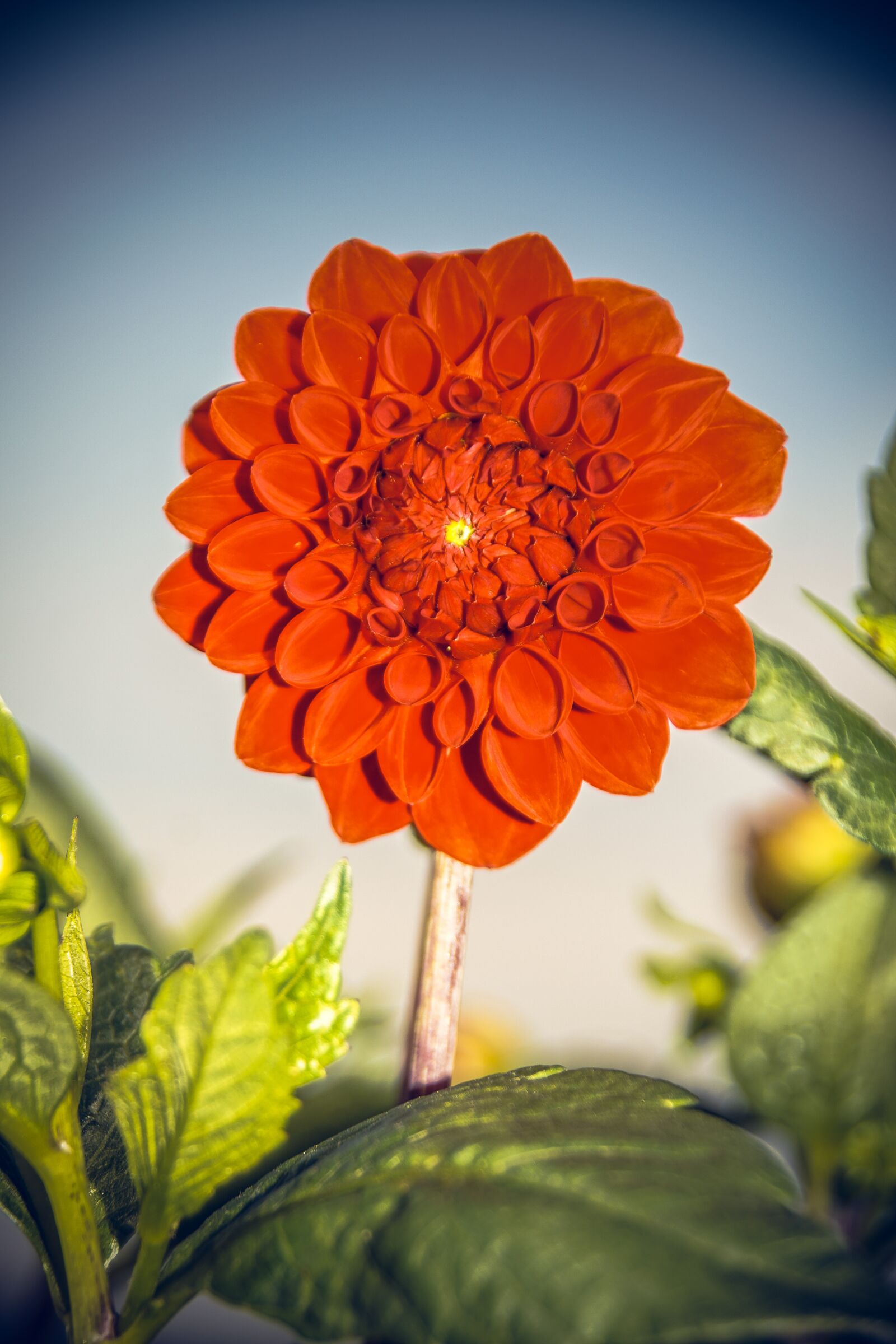 Sony ILCA-77M2 sample photo. Dahlia, blossom, bloom photography