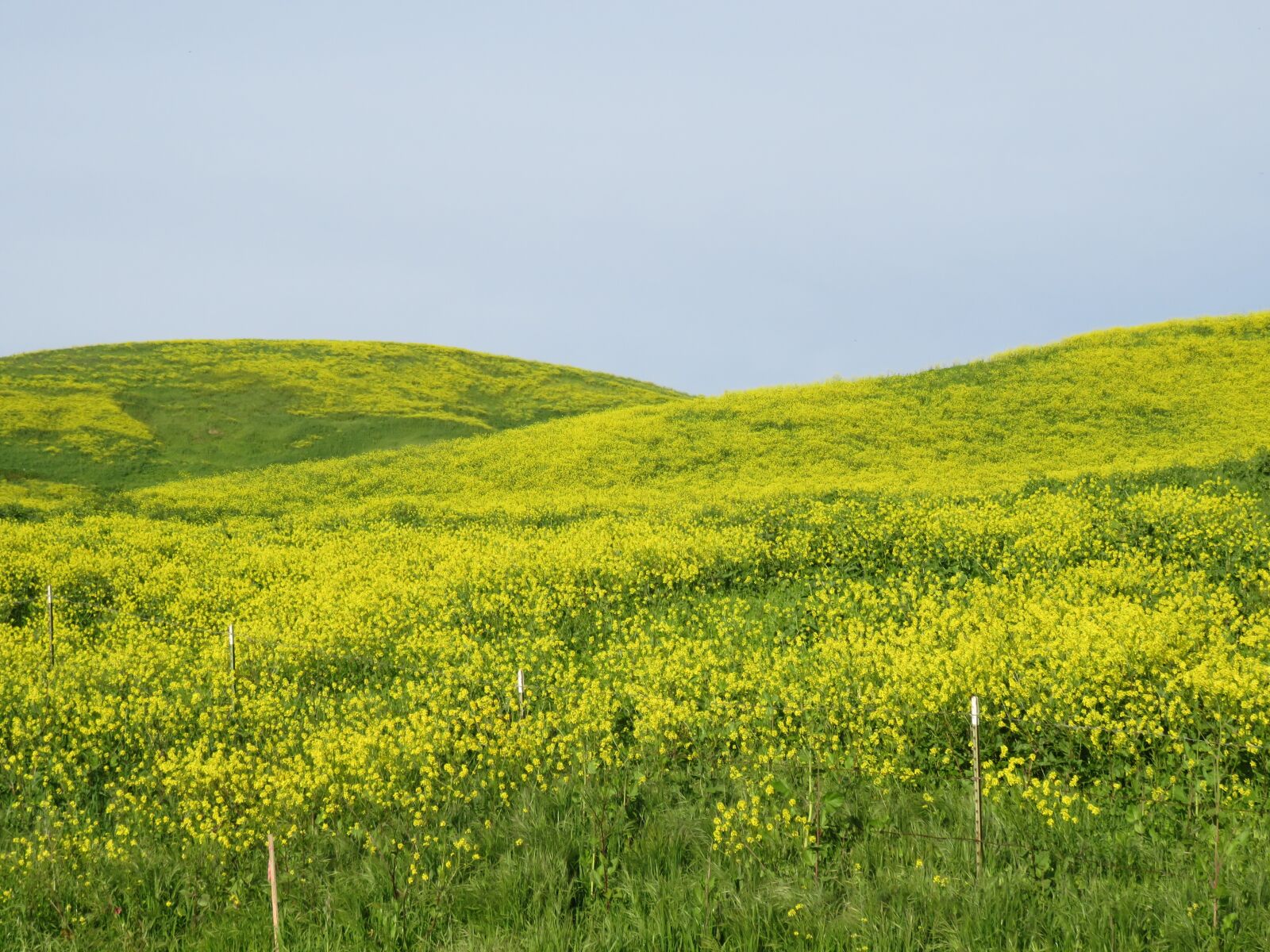 Canon PowerShot SX710 HS sample photo. Nature, field, landscape photography