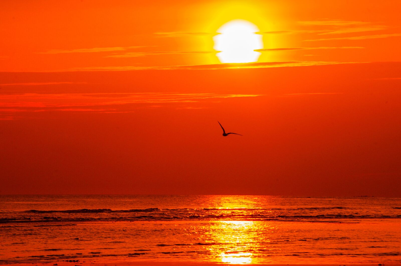 Pentax K-x sample photo. Sunset, ocean, seagull photography