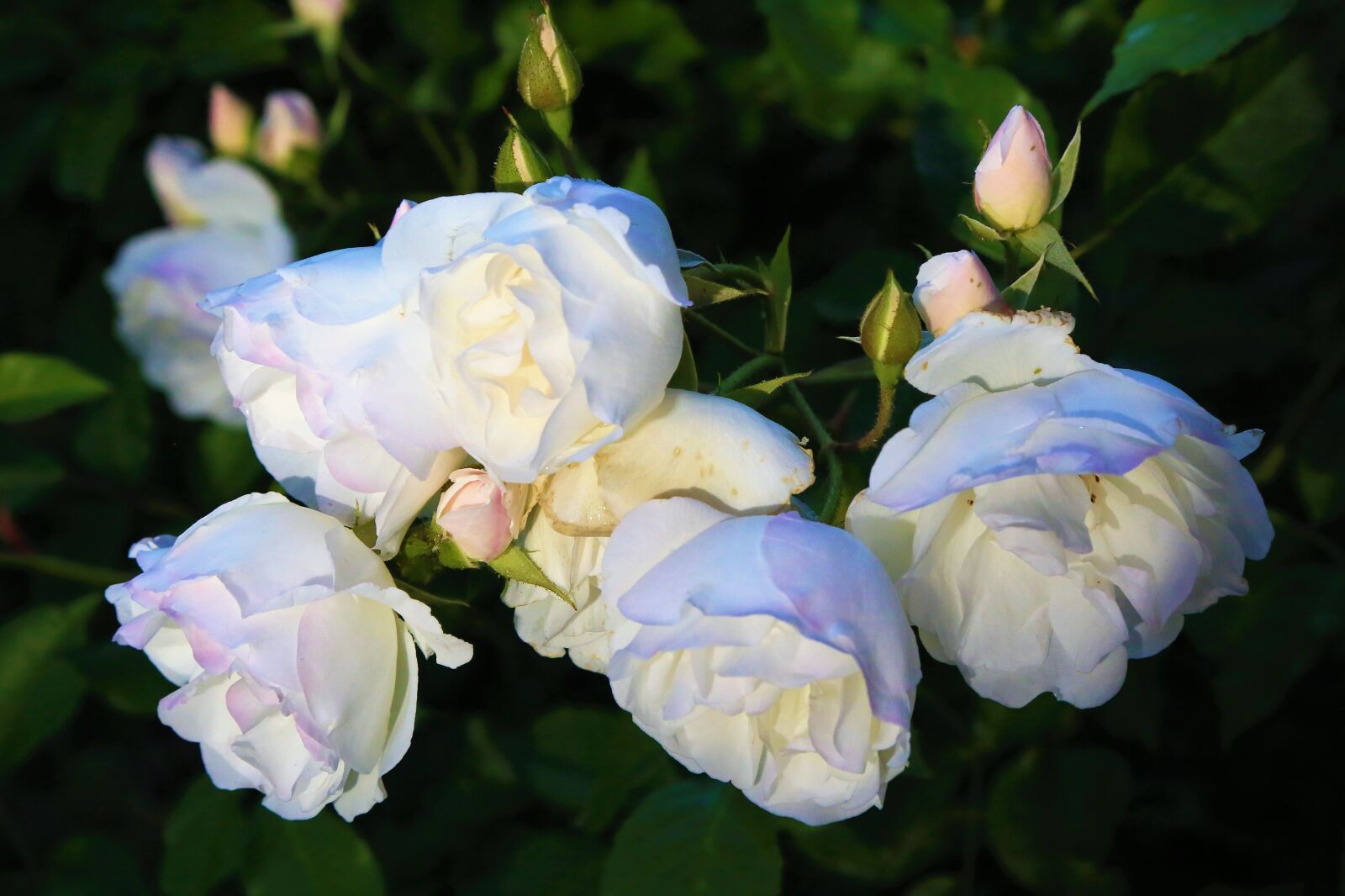 Canon EF 24-105mm F4L IS USM sample photo. Roses, spring, nature photography