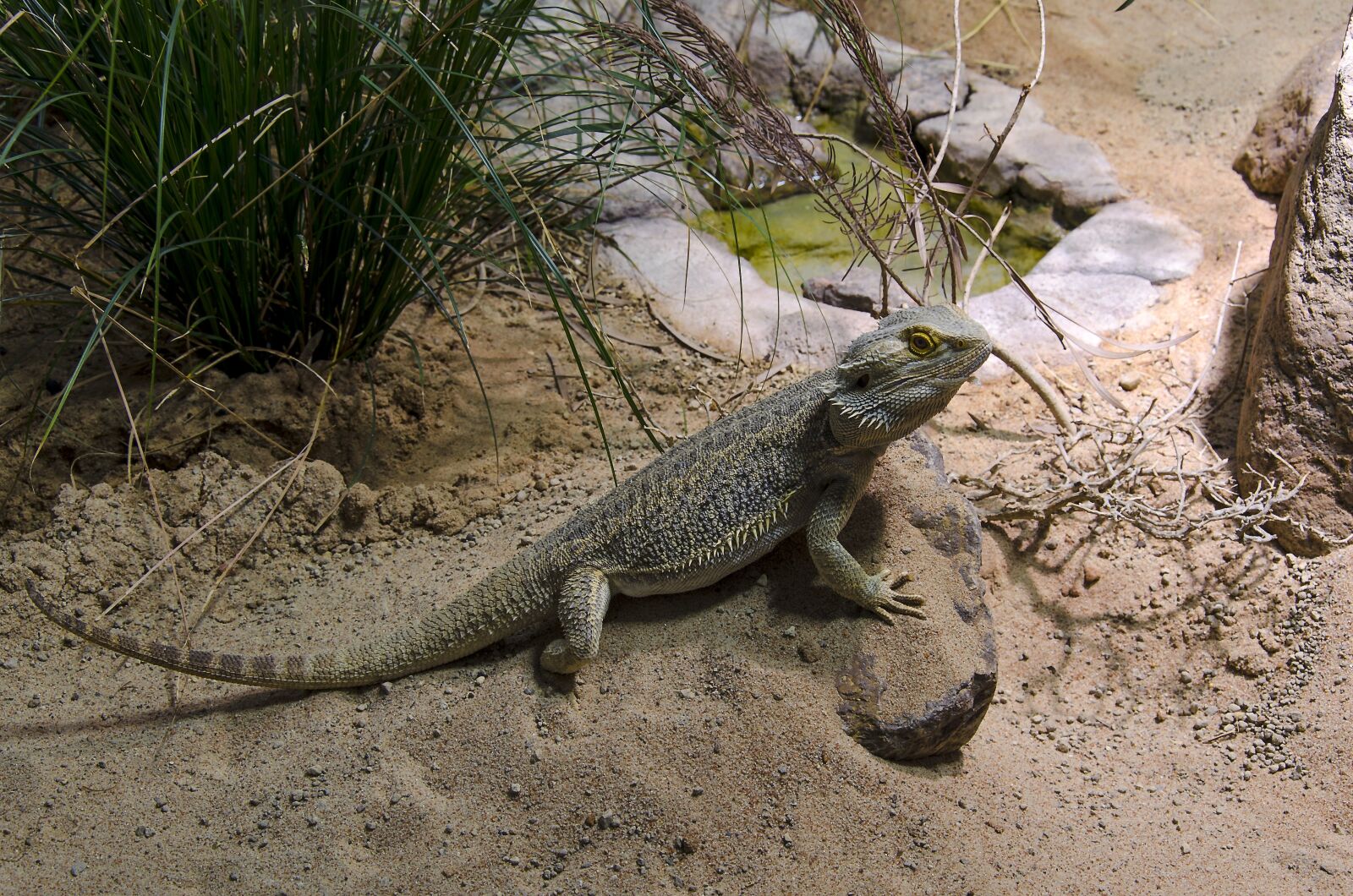 Nikon D5100 sample photo. Dragon, lizard, animal photography