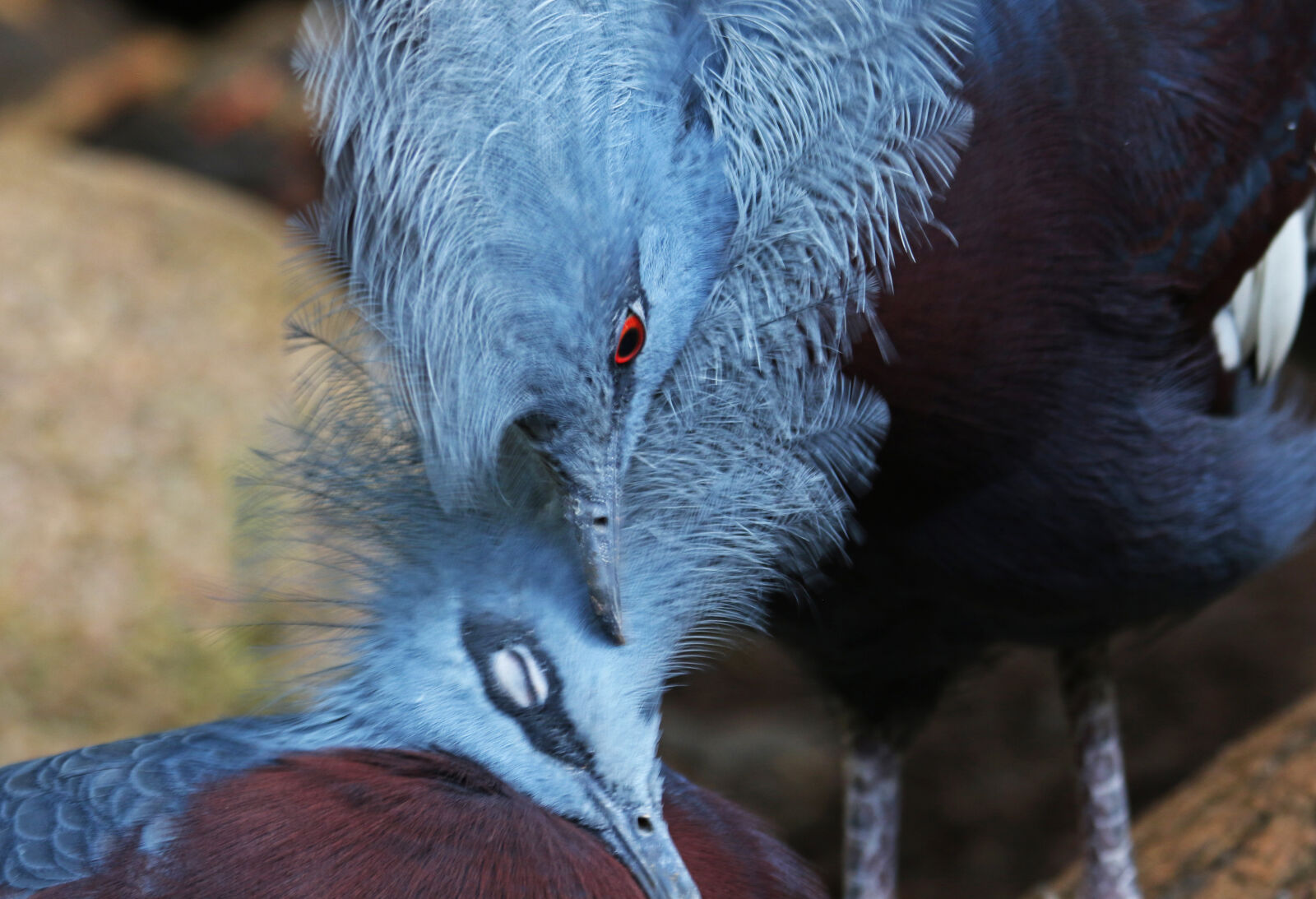 Canon EOS 7D Mark II sample photo. Animals, birds, care, eyes photography